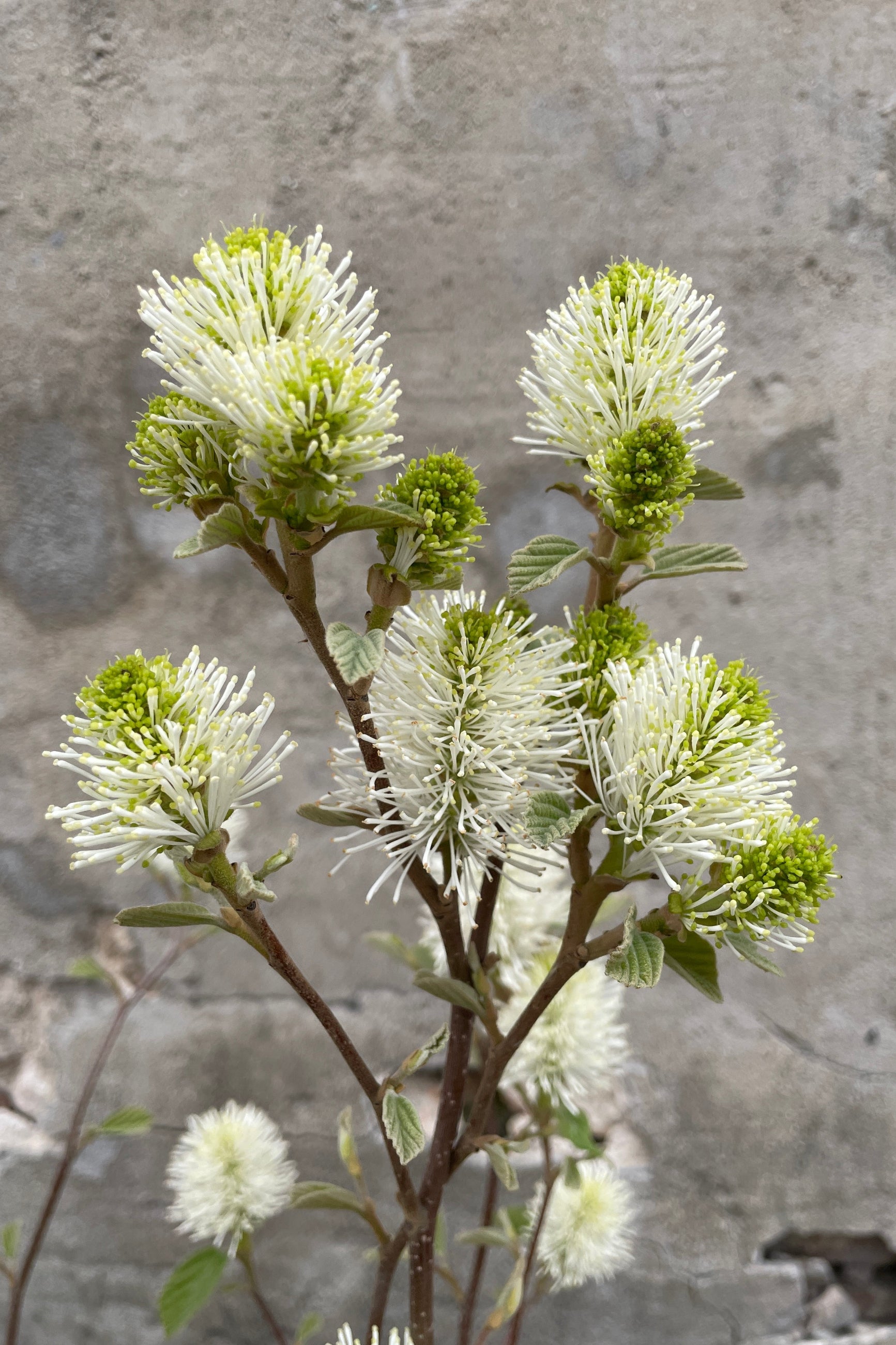 Detail of the April white flower tufts of the Fothergilla gardenii against a concrete wall at Sprout-home. ©Sprout Home