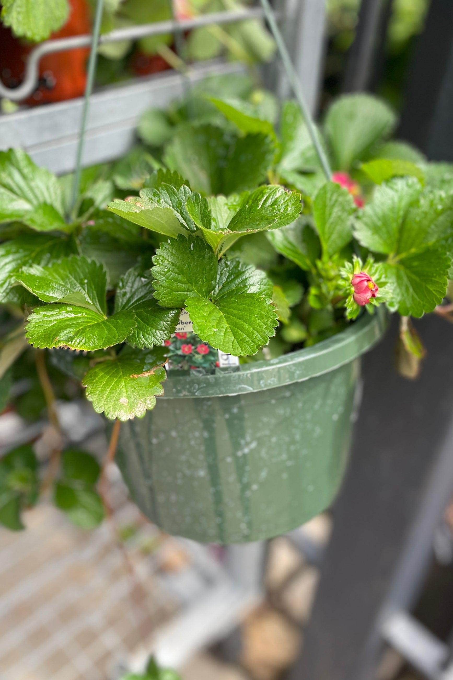basket of 'Tristan' strawberry plant mid May at Sprout-home ©Sprout Home