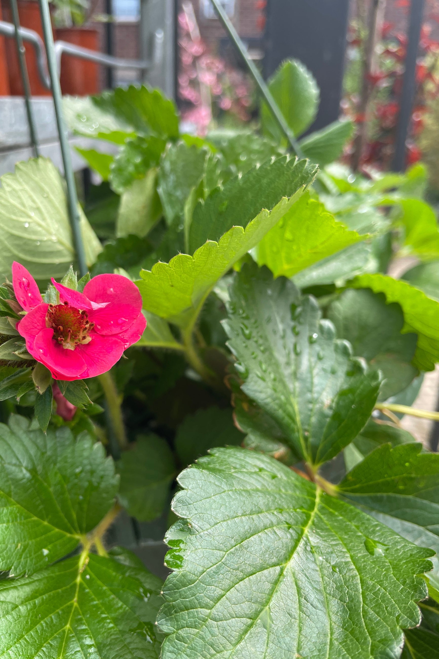 Fragaria Tristan in bloom with a fuchsia flower mid May at Sprout-home ©Sprout Home