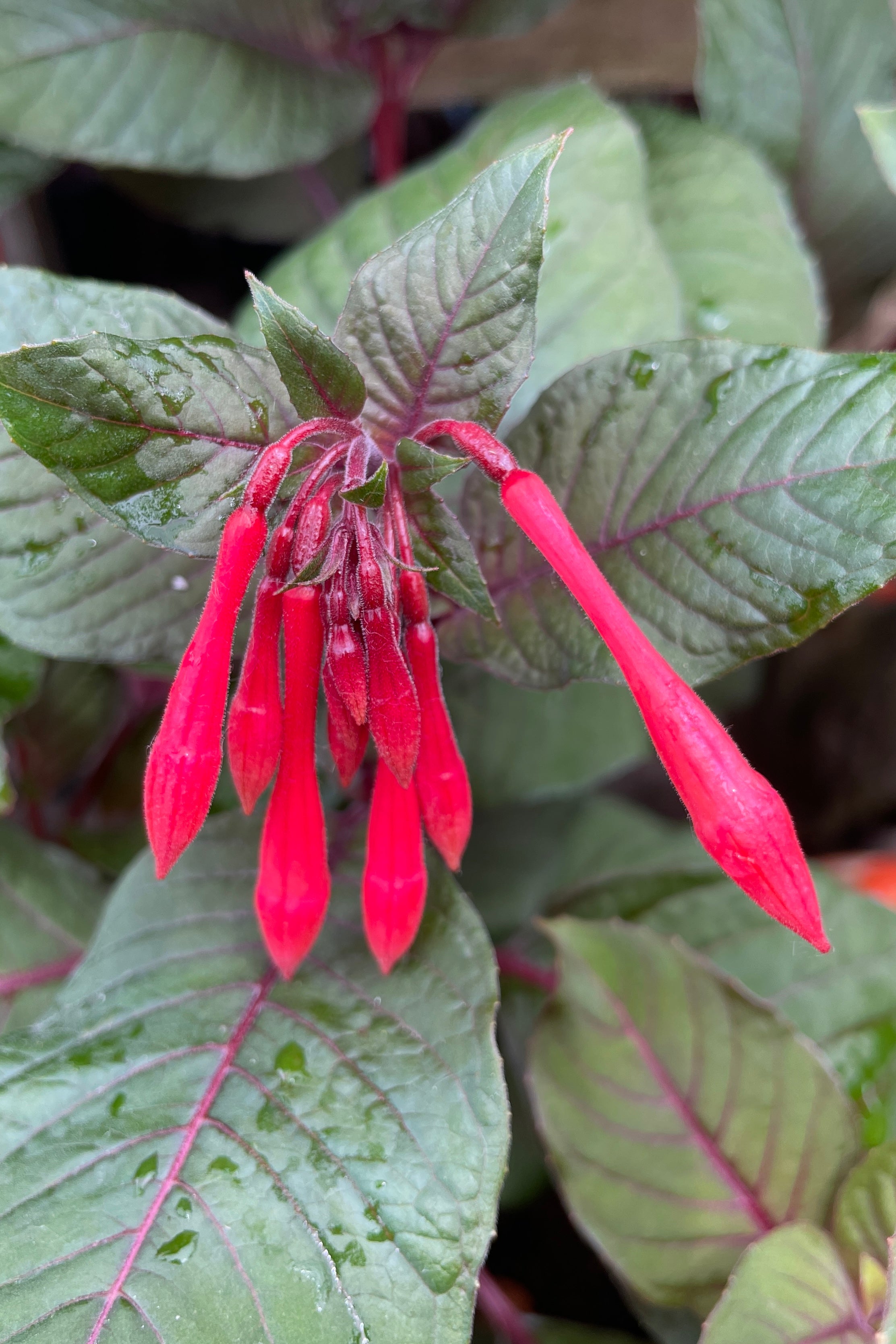 Fuchsia 'Gartenmeister' tubular flowers that are about to open mid May