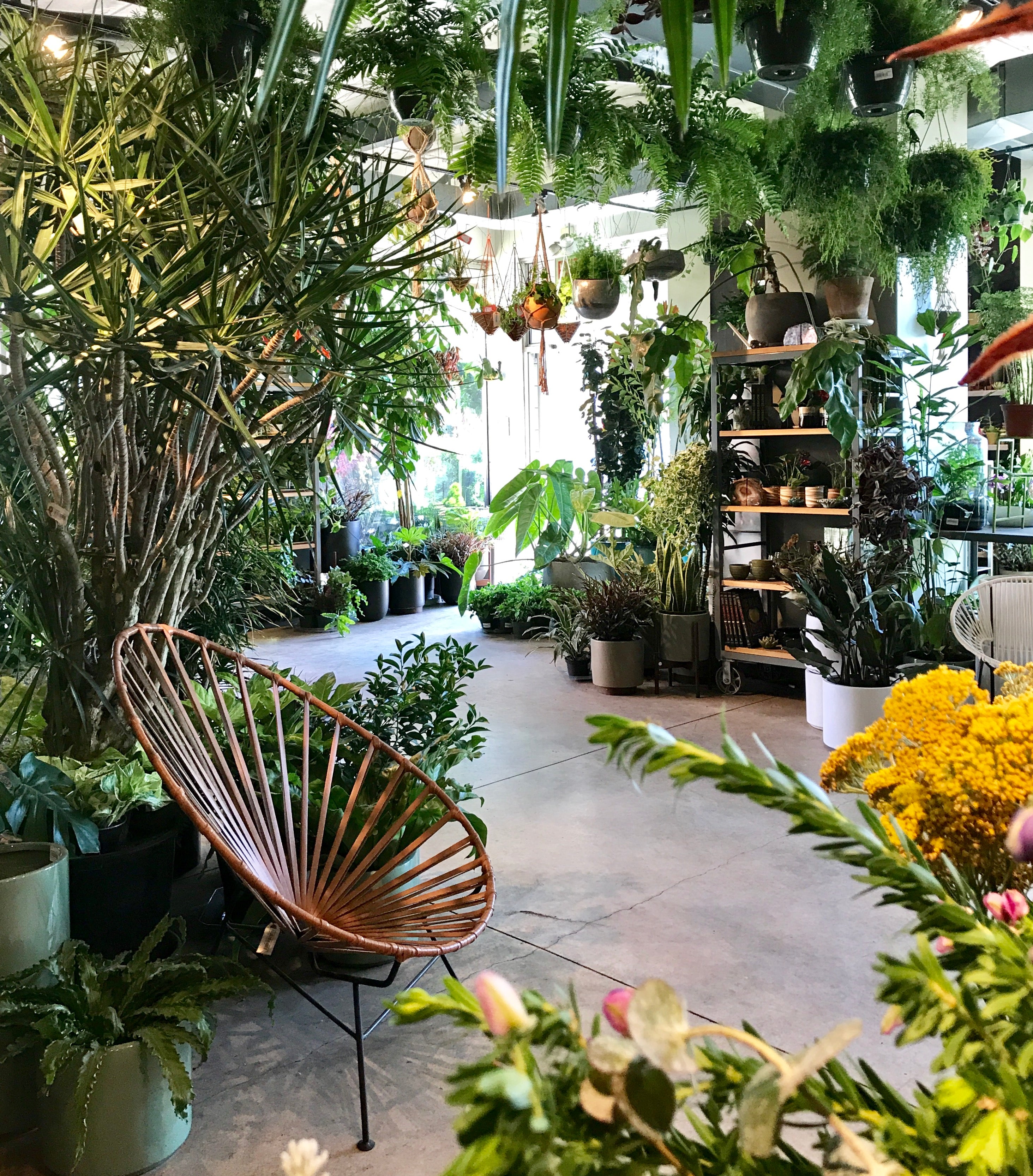 Interior store of Sprout-home at 745 N. Damen avenue.  Plants everywhere and a brown leather chair in the left foreground.