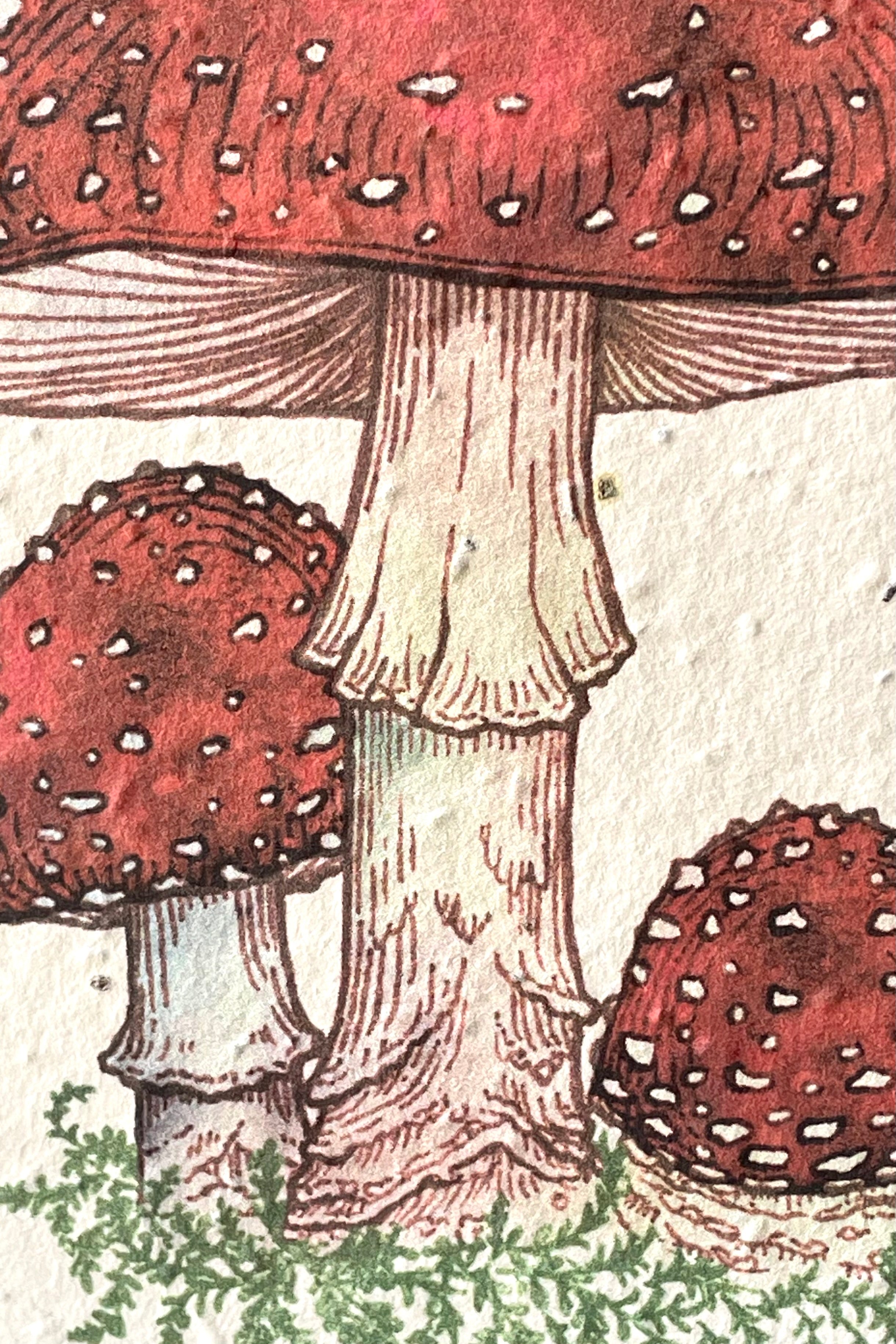 A detailed view of the design on the front of Fly Agaric, seeded paper card 