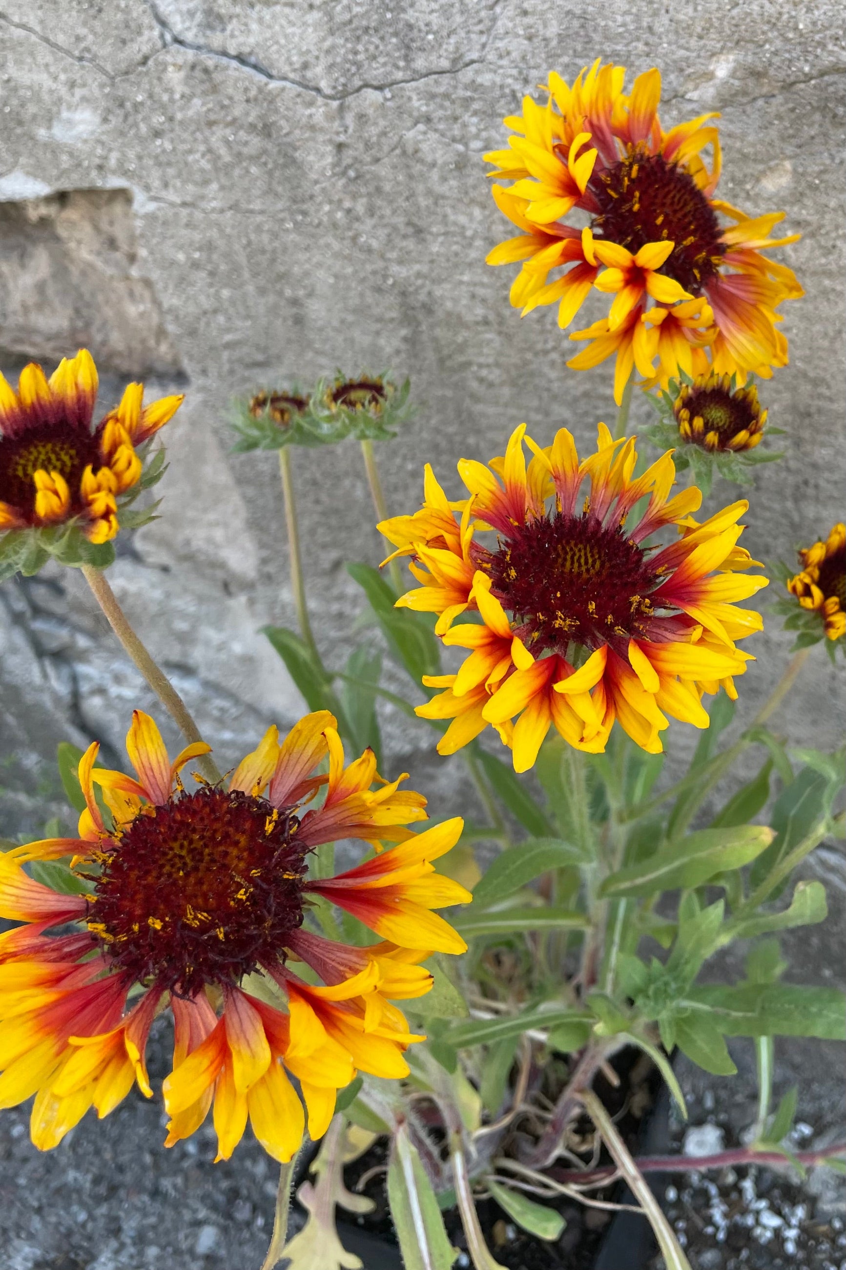 Gaillardia 'Goblin' with open blooms of orange to rust red and some buds the end of May in front of a concrete wall. ©Sprout Home