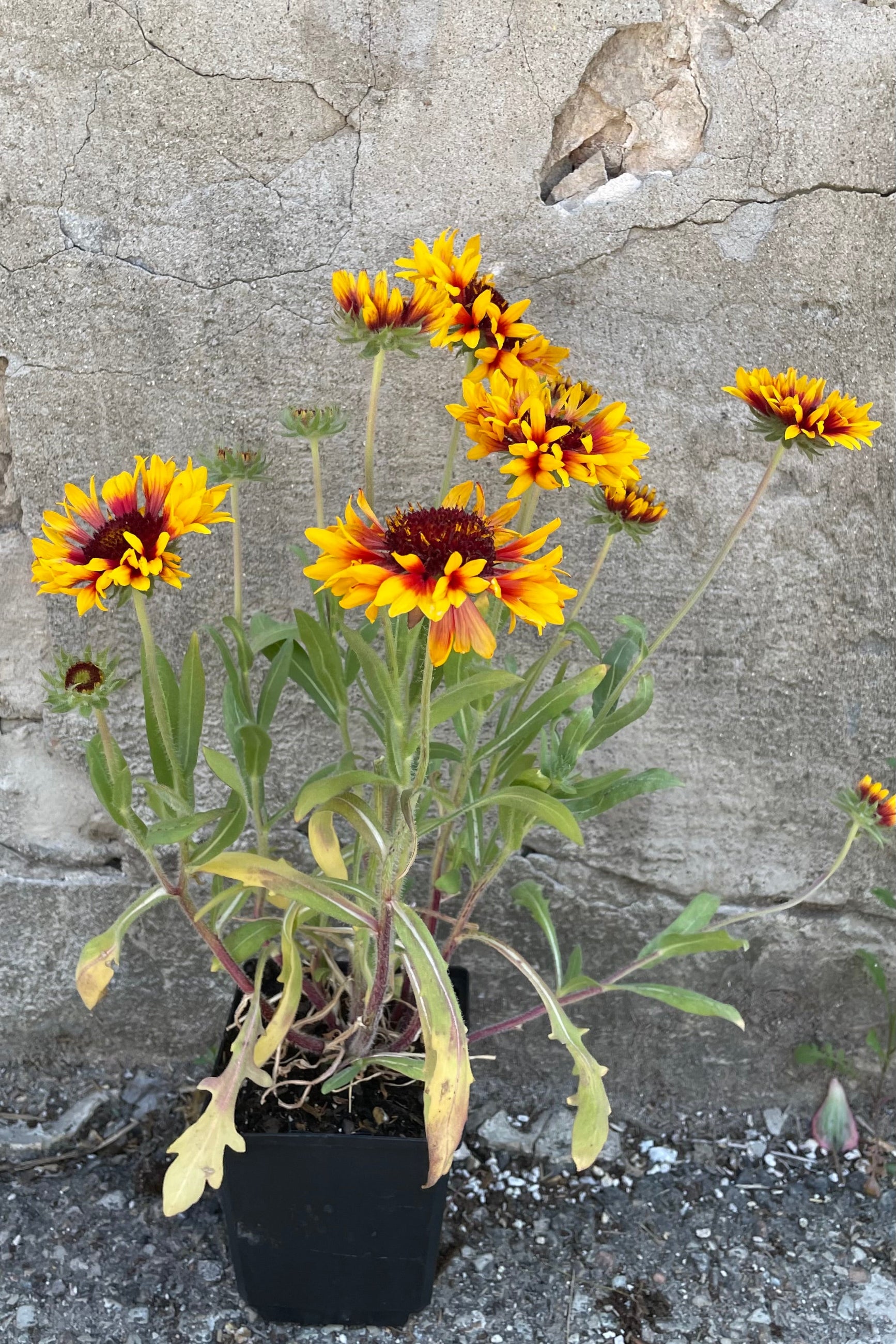 Gaillardia 'Goblin' in a 1qt size in full bloom the end of May withe its red and yellow daisy like flowers.  ©Sprout Home