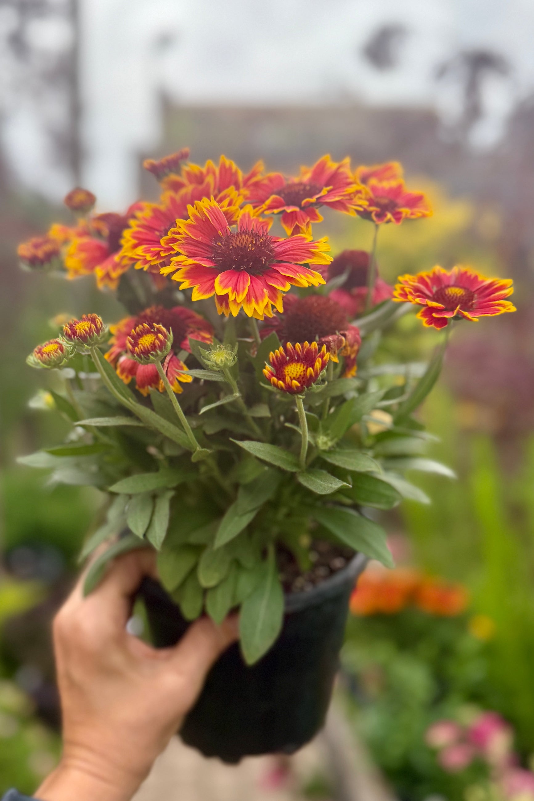 Gaillardia 'Spintop Orange Halo Improved'  being held in hand in a #1 growers pot in bloom mid June ©Sprout Home
