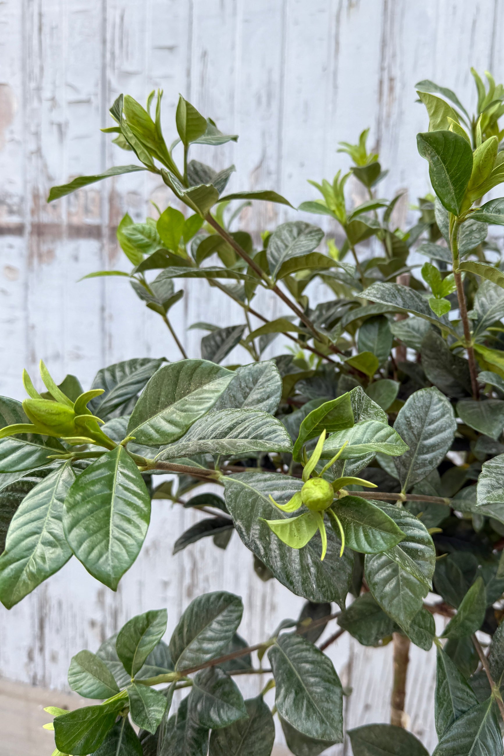 Gardenia Topiary 10"