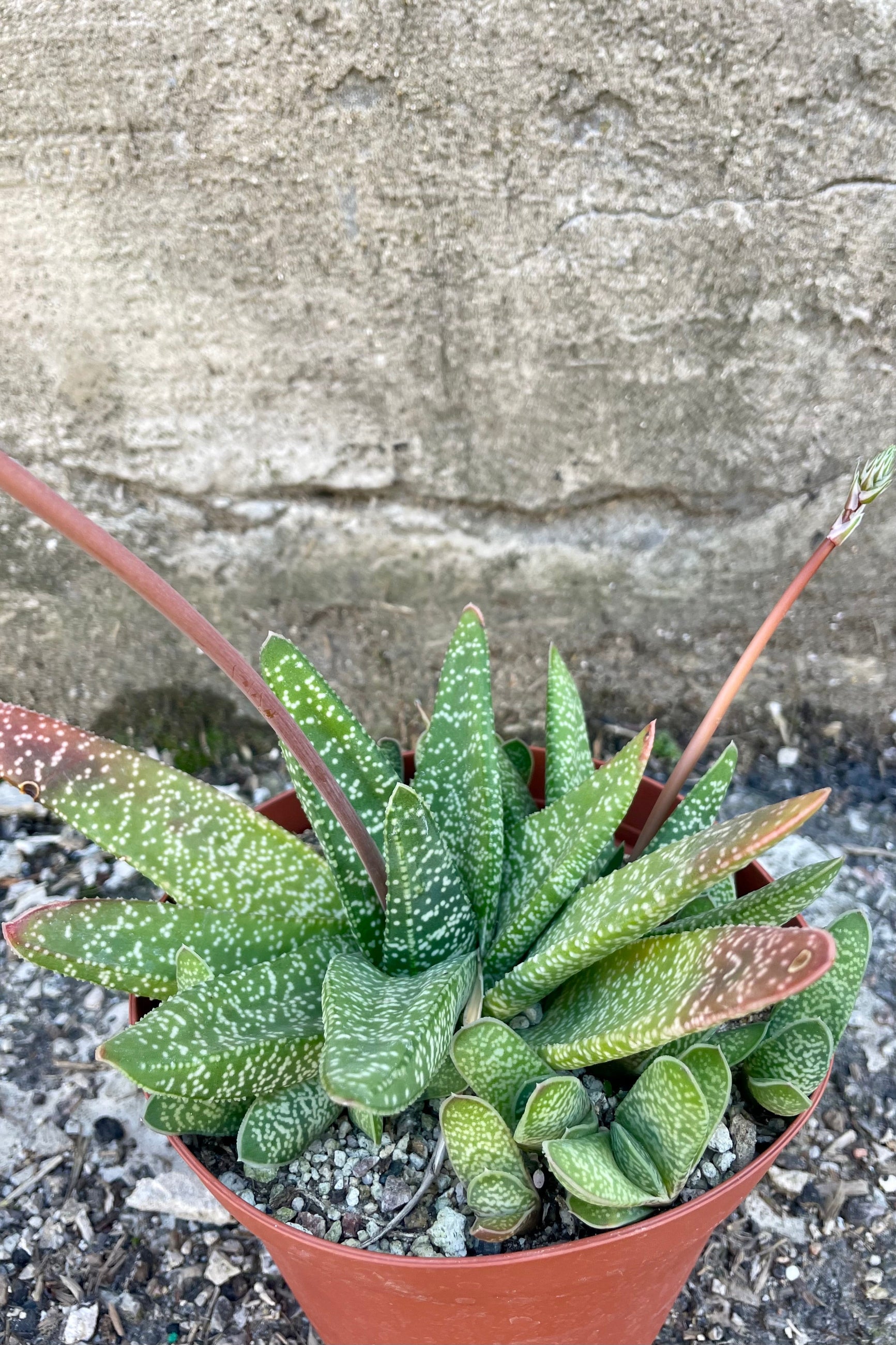 Photo of Gasteria against a cement wall. Gasteria leaves are long, narrow and mottled with shades of green.
