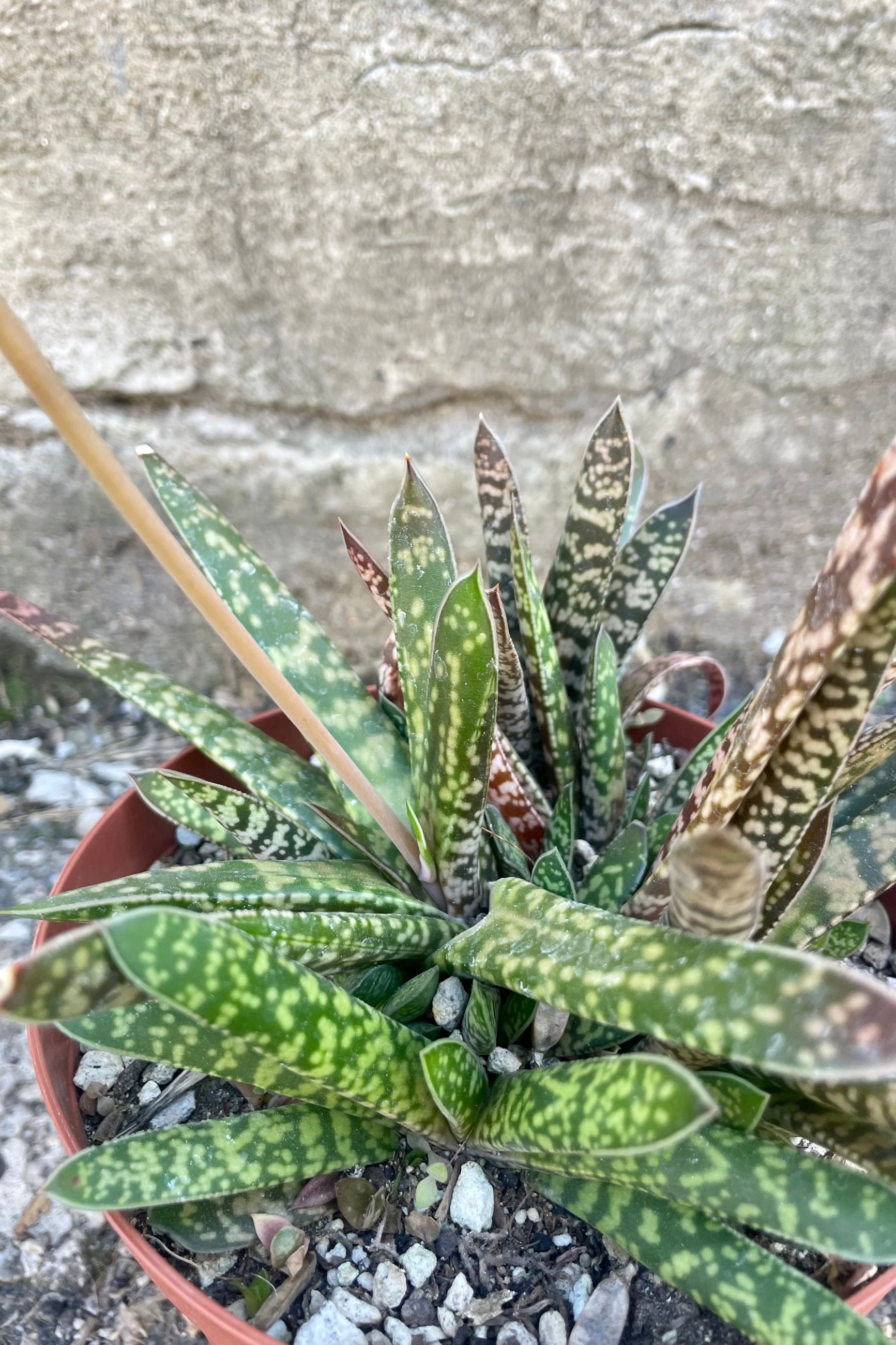 Photo of Gasteria against a cement wall. Gasteria leaves are long, narrow and mottled with shades of green.