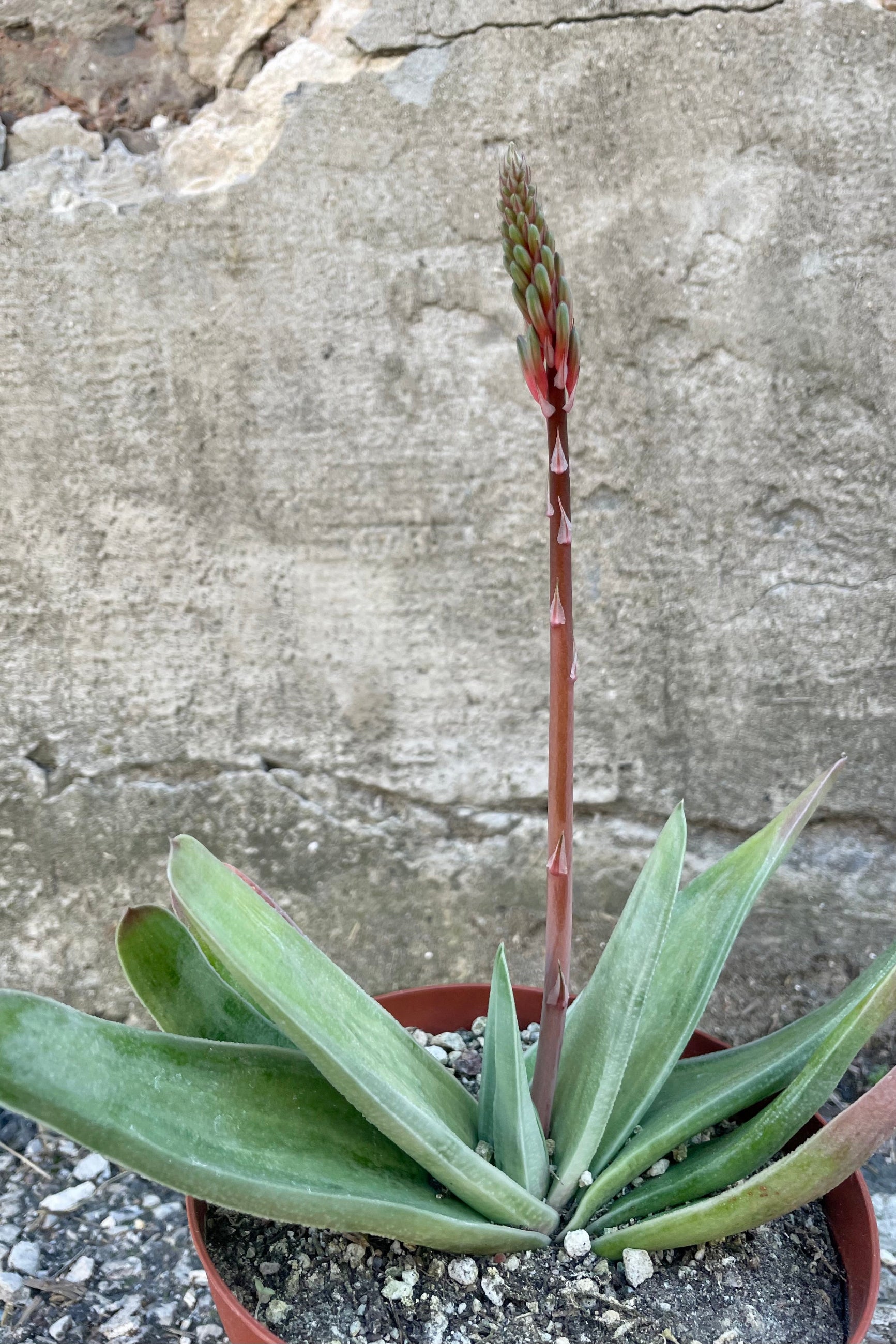 Photo of Gasteria against a cement wall. Gasteria leaves are long, narrow and mottled with shades of green.