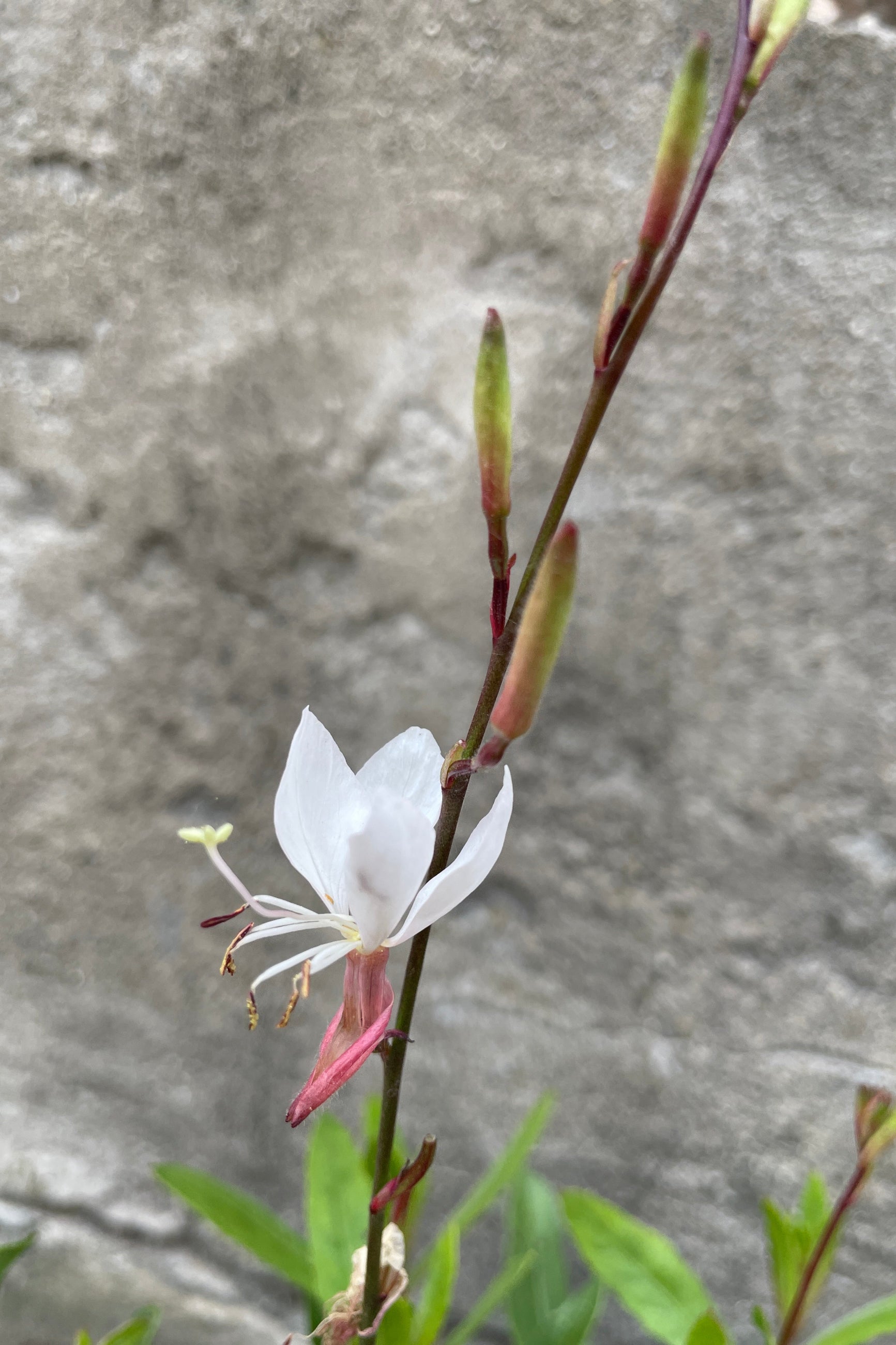 The open white flower of Gaura 'Whirling Butterflies' the end of May at Sprout-home.  ©Sprout Home