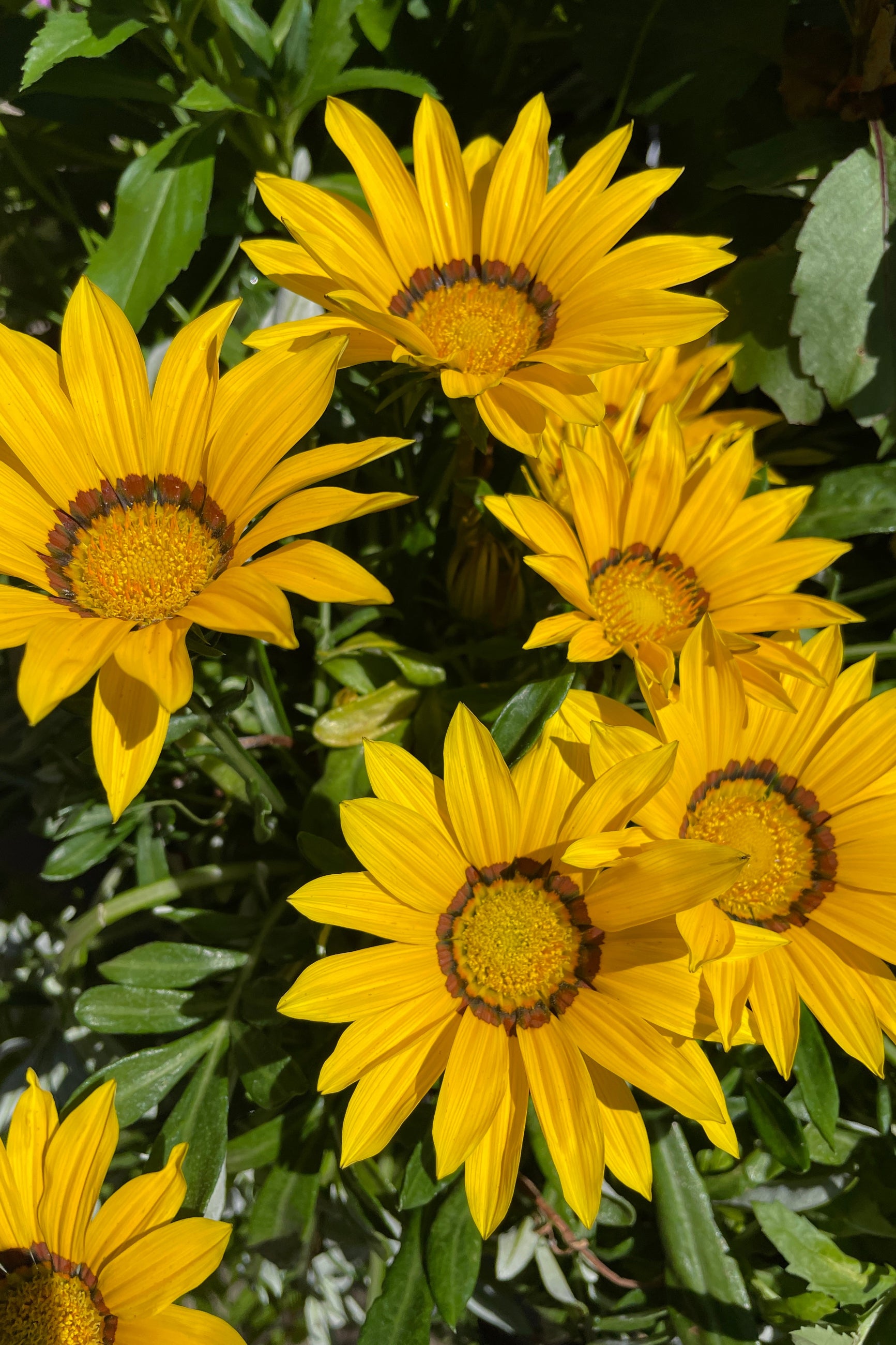 A bright yellow Gazania flower in bloom middle of June at Sprout-home up close. ©Sprout Home