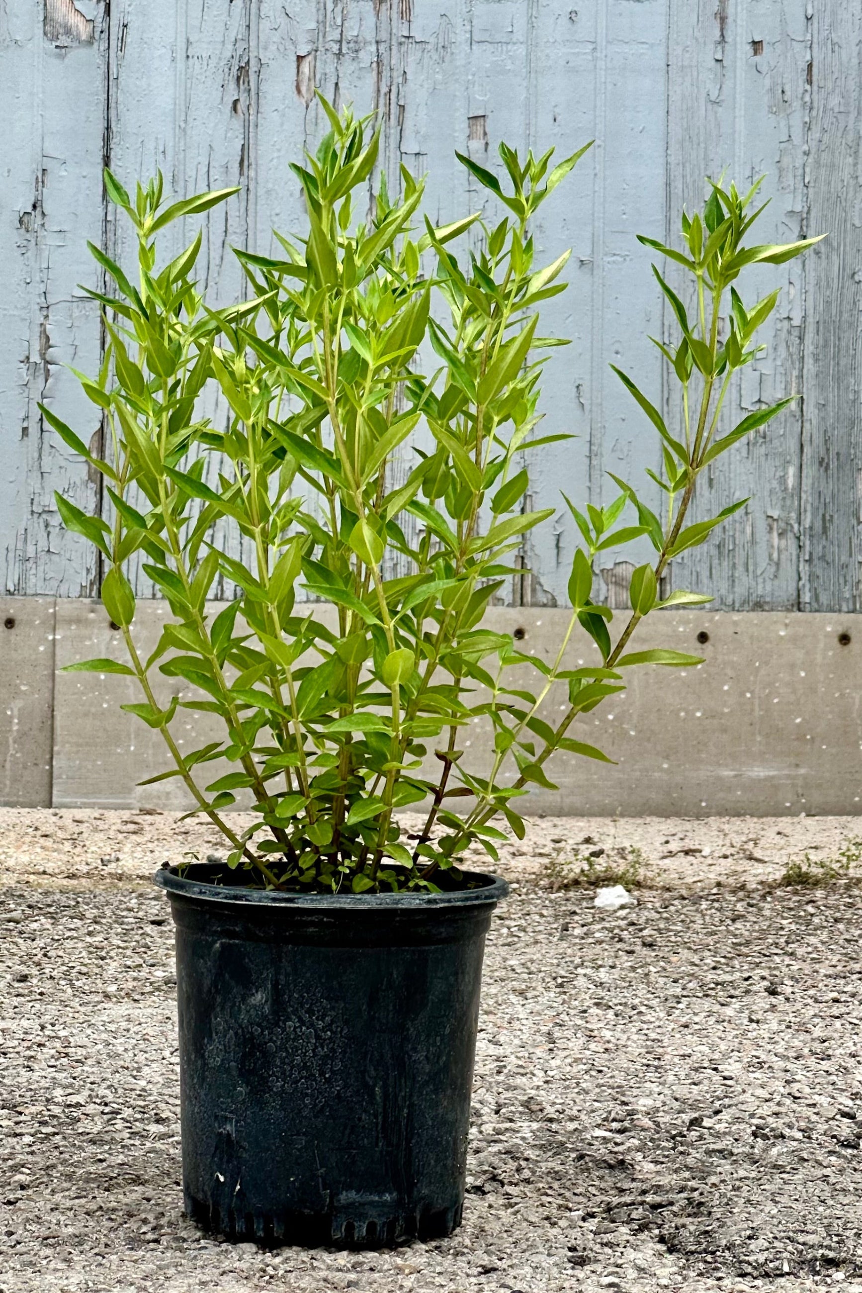 Gentia 'True Blue' in a #1 growers pot the beginning of June ©Sprout Home