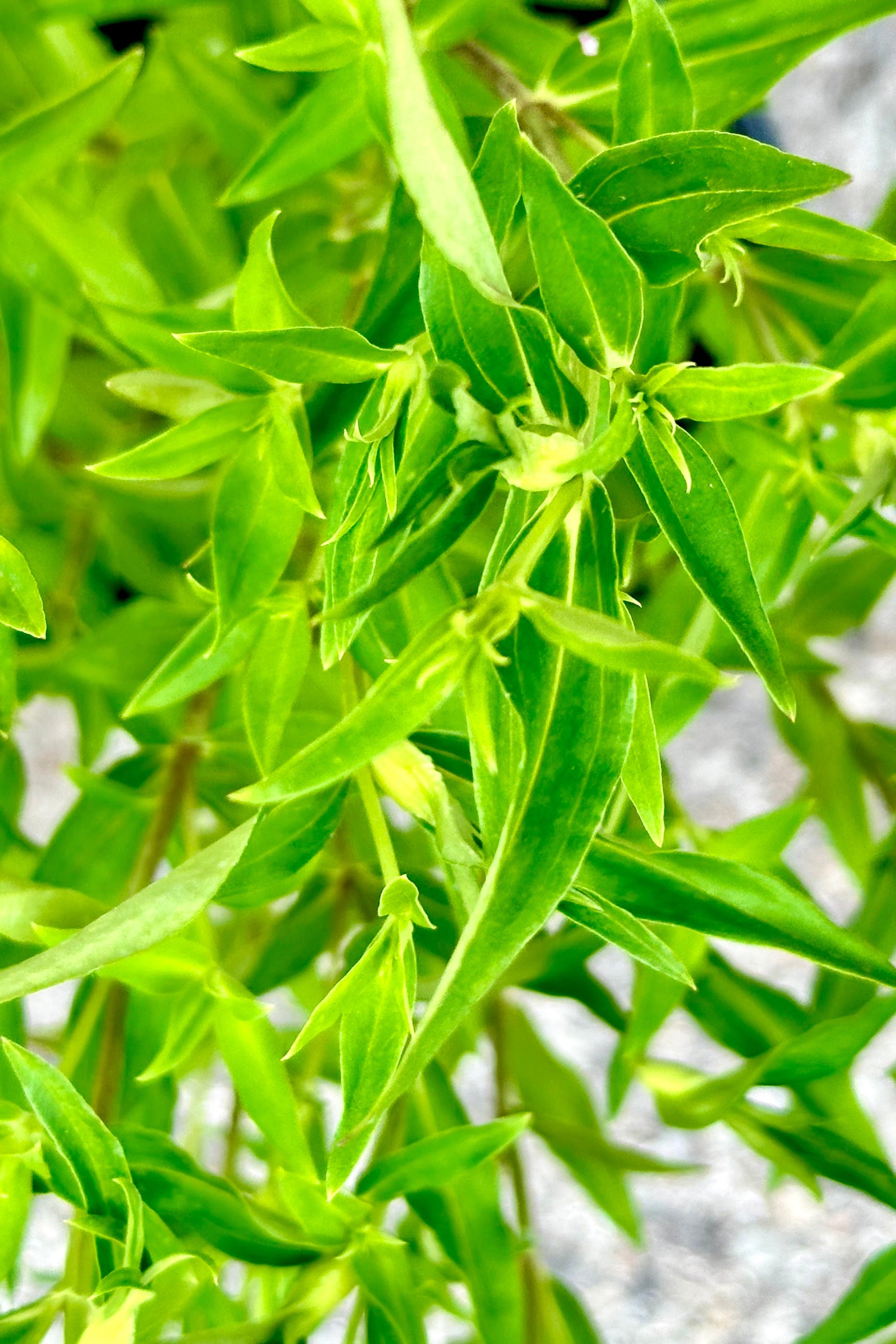 close up of the green lance shaped leaves of the Gentiana 'True Blue' the beginning of June.  ©Sprout Home