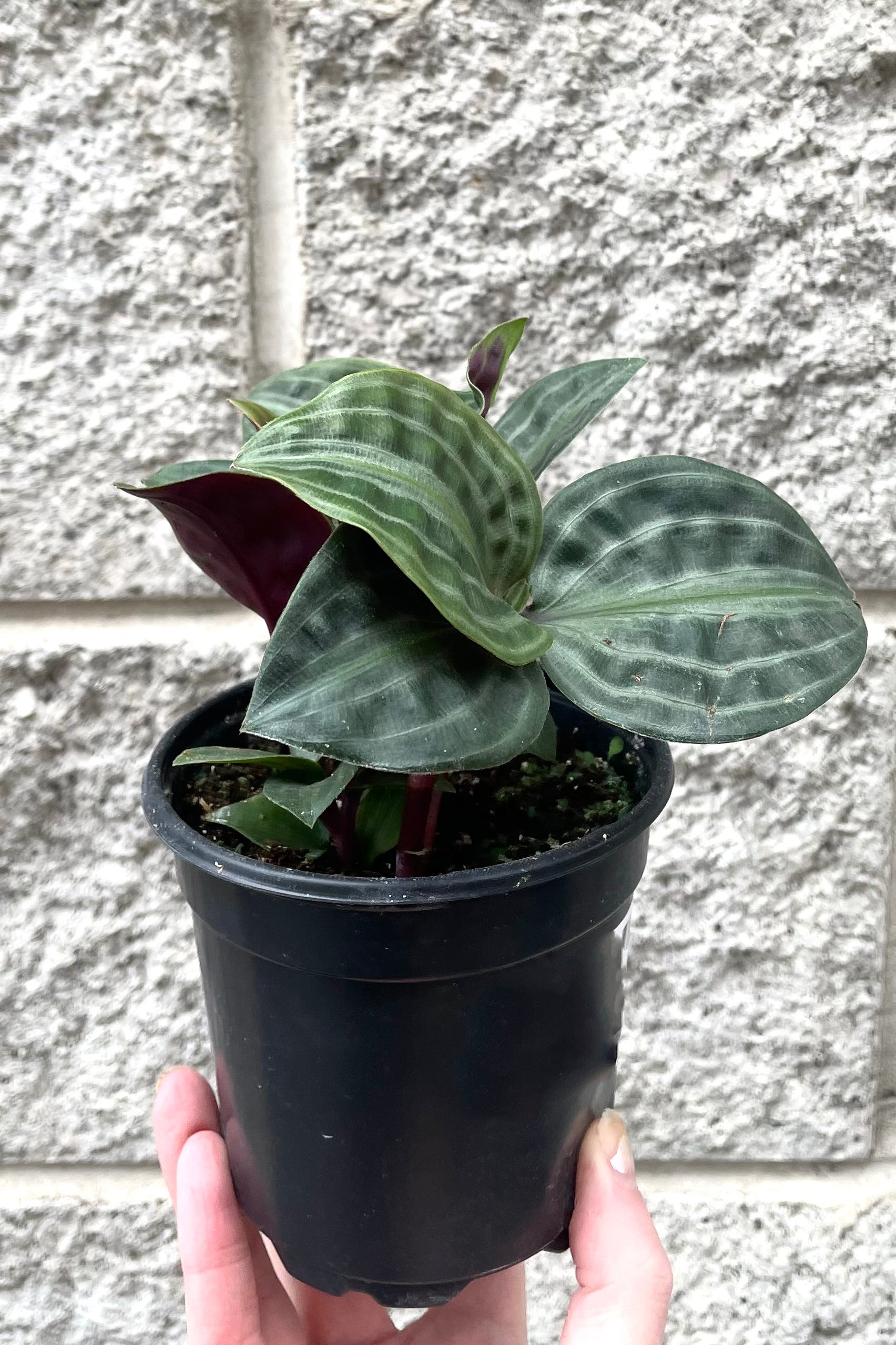 A hand holds Geogenanthus poeppigii 4" in grow pot against concrete backdrop
