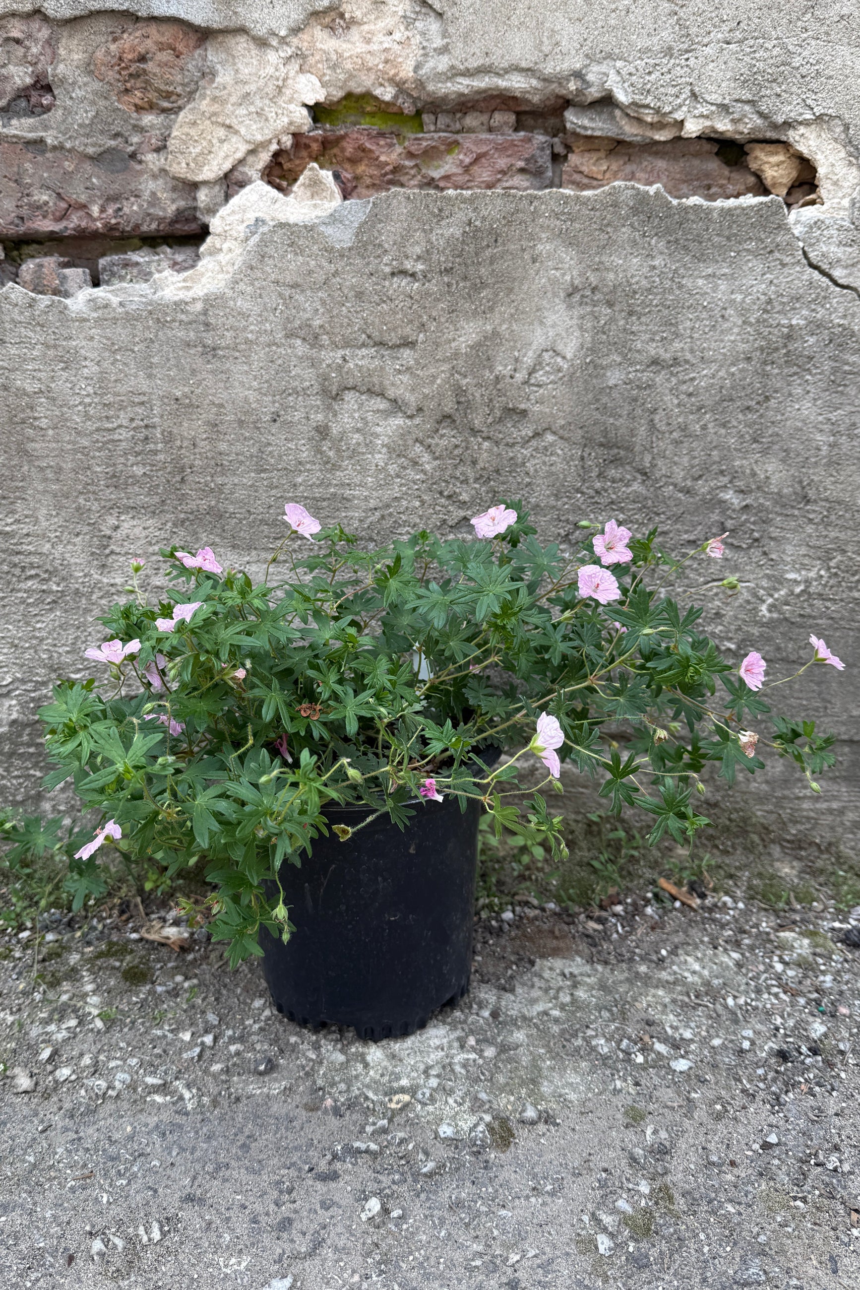 Geranium sanguineum striatum in a #1 growers pot the middle of June ©Sprout Home