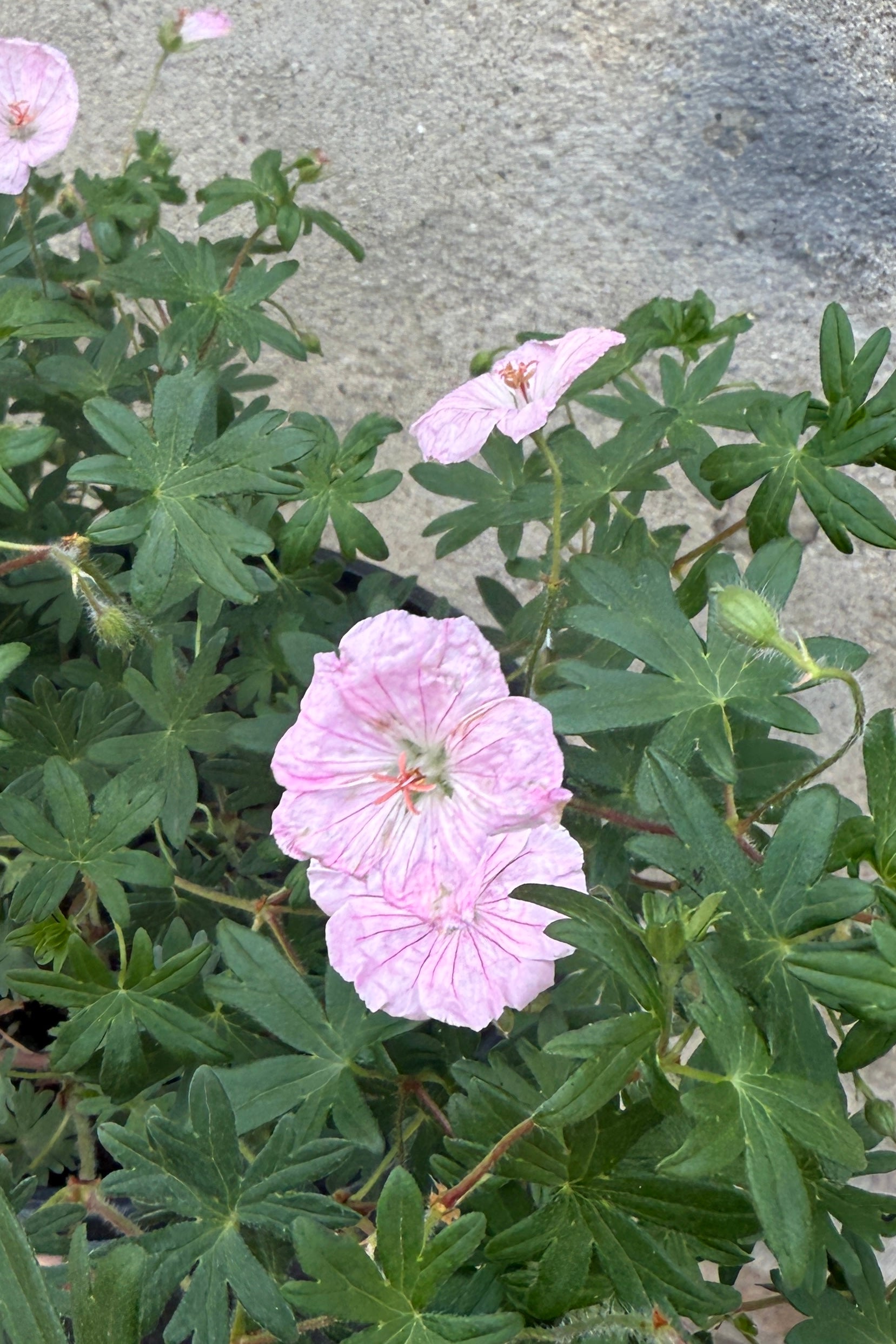 Geranium sanguineum striatum  the middle of June in bloom and up close ©Sprout Home