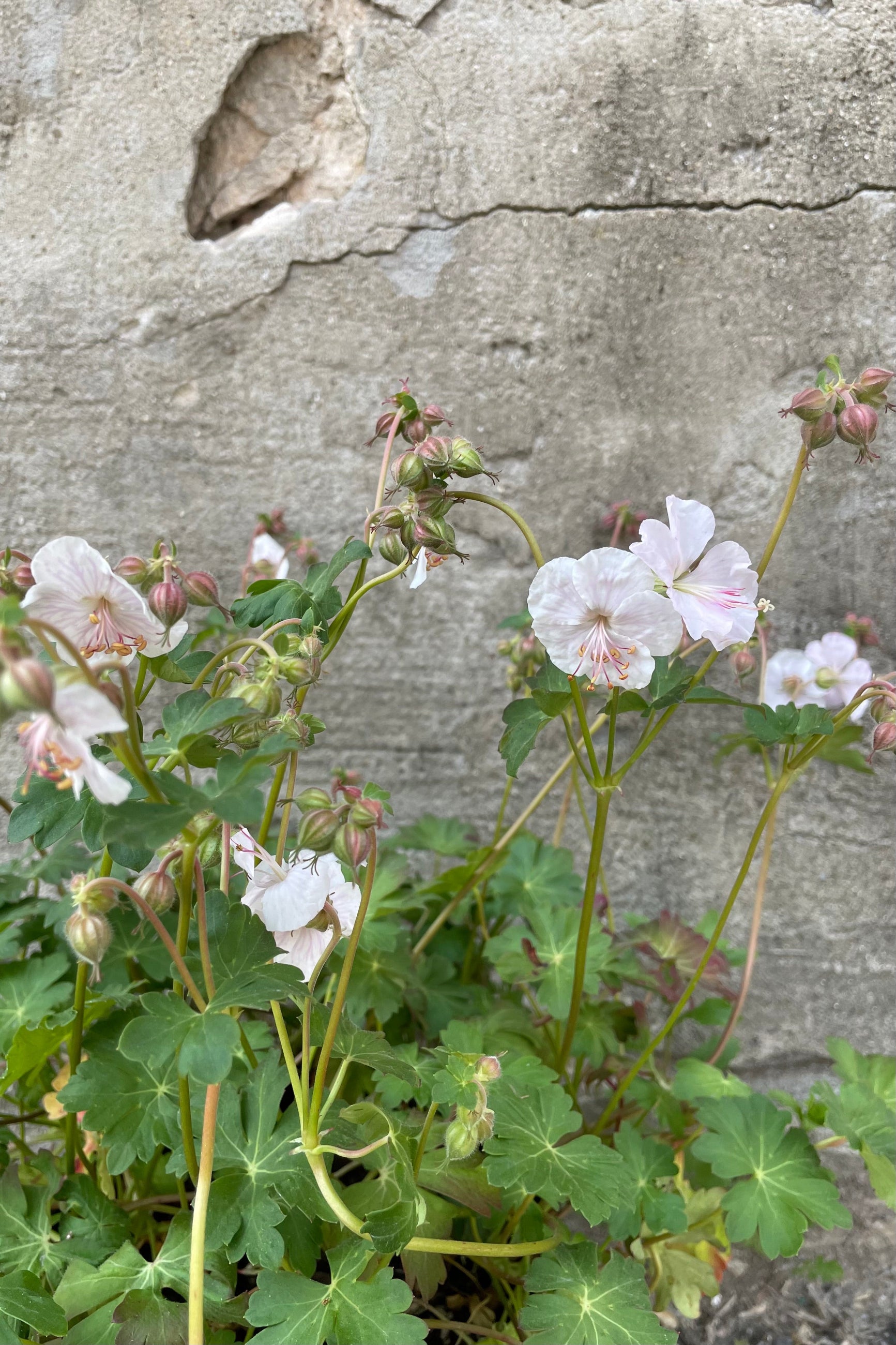 Geranium 'Biokovo' in full bloom mid May with a light pink white flower nodding above the foliage. ©Sprout Home