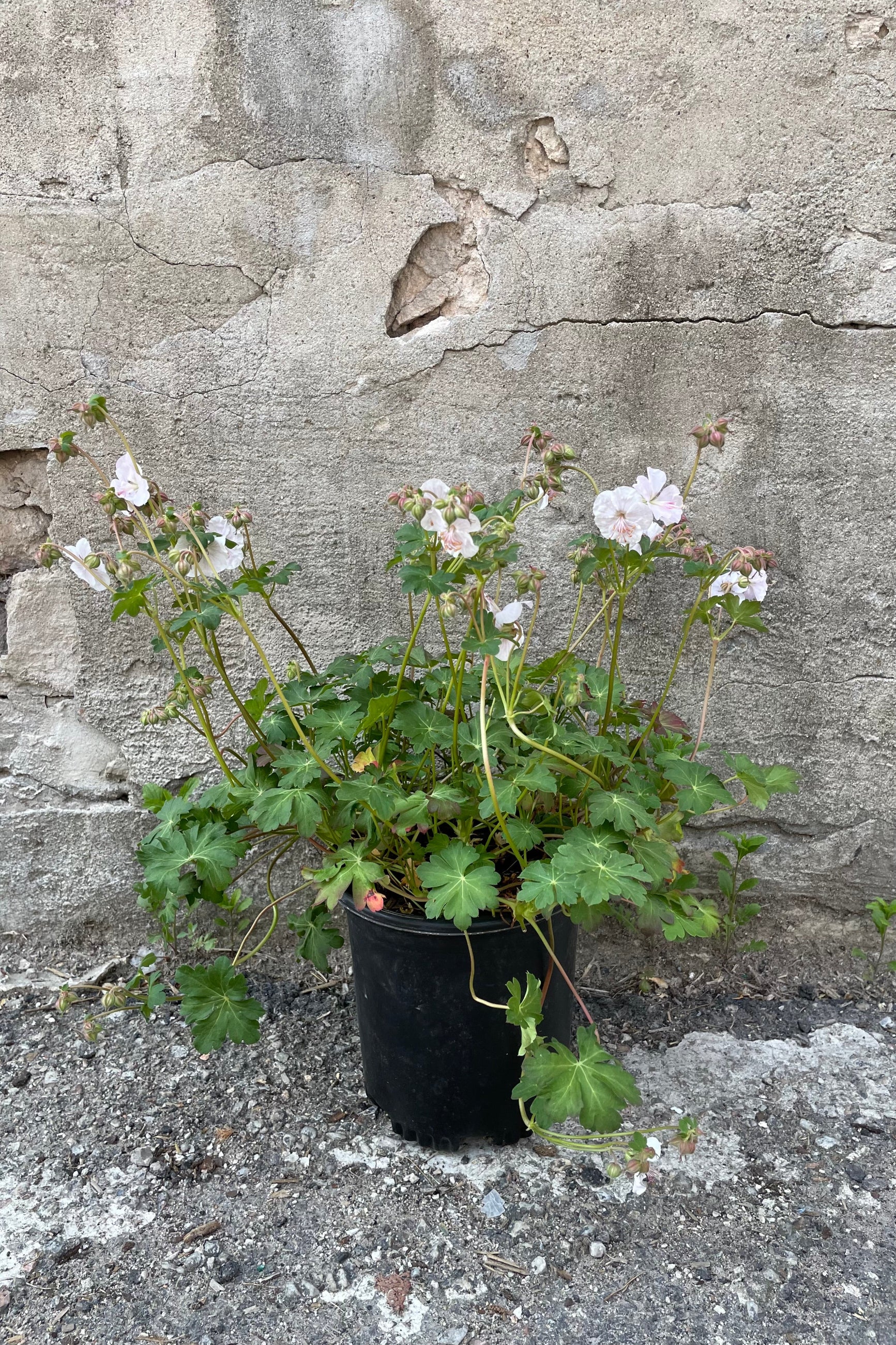 Geranium 'Biokovo' in a #1 growers pot mid May while in bloom showing its light pink white flowers nodding above the green foliage ©Sprout Home