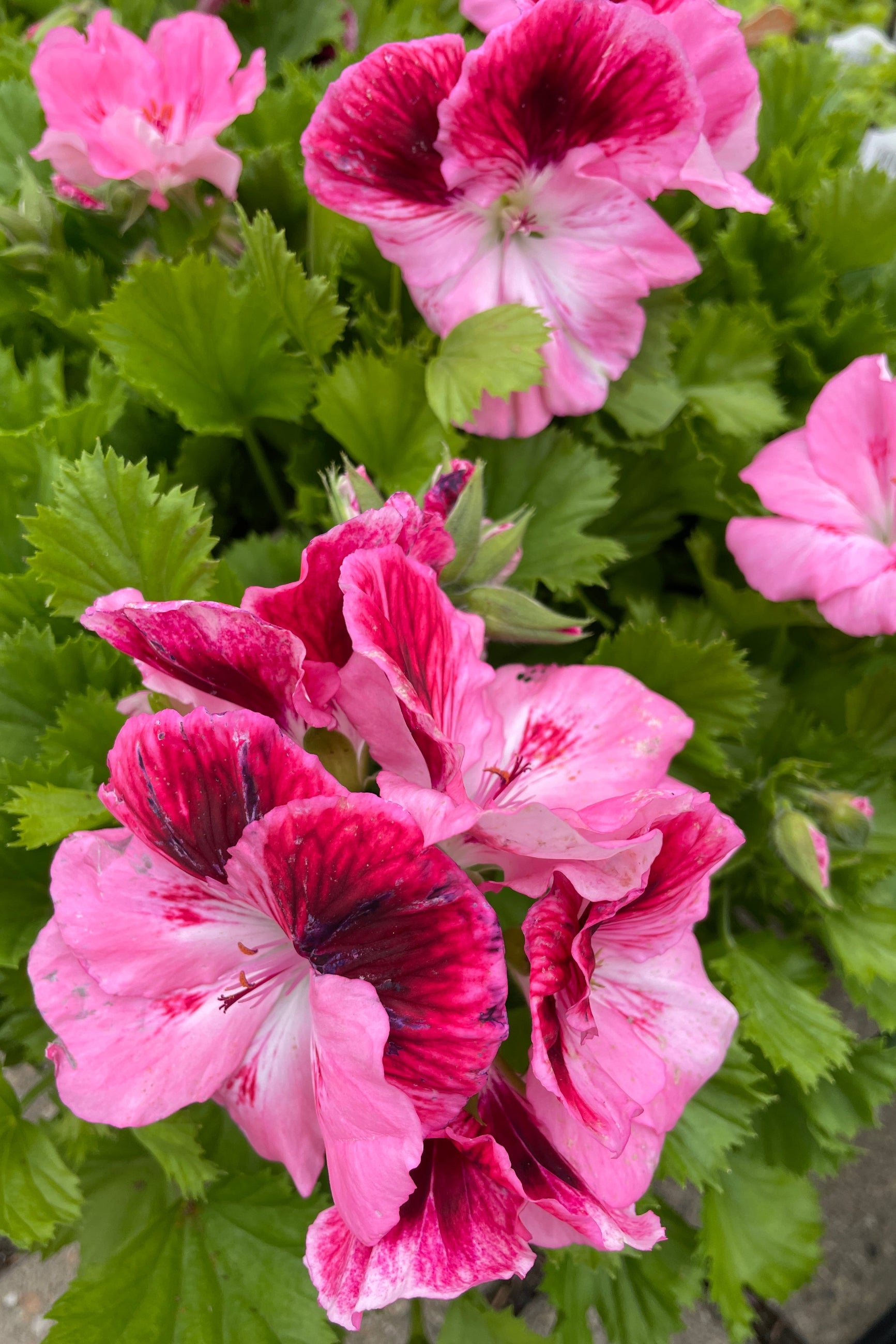 The beautiful bi color pink to rose flowers of the regal Geranium 'Elegance Rose Bicolor' ©Sprout Home