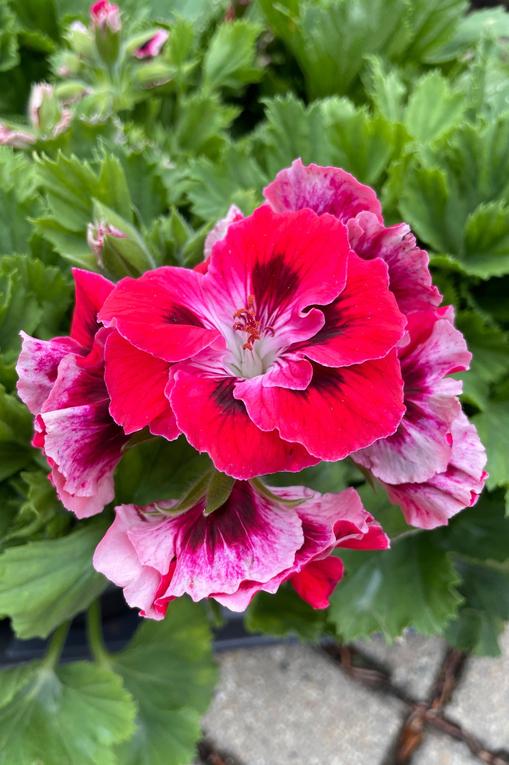 A detail of the bright red and maroon flowers on the Geranium regal 'Elegance Red Velvet' annual at Sprout-home.  ©Sprout Home