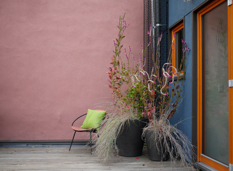 A late fall annual containers by Sprout-home