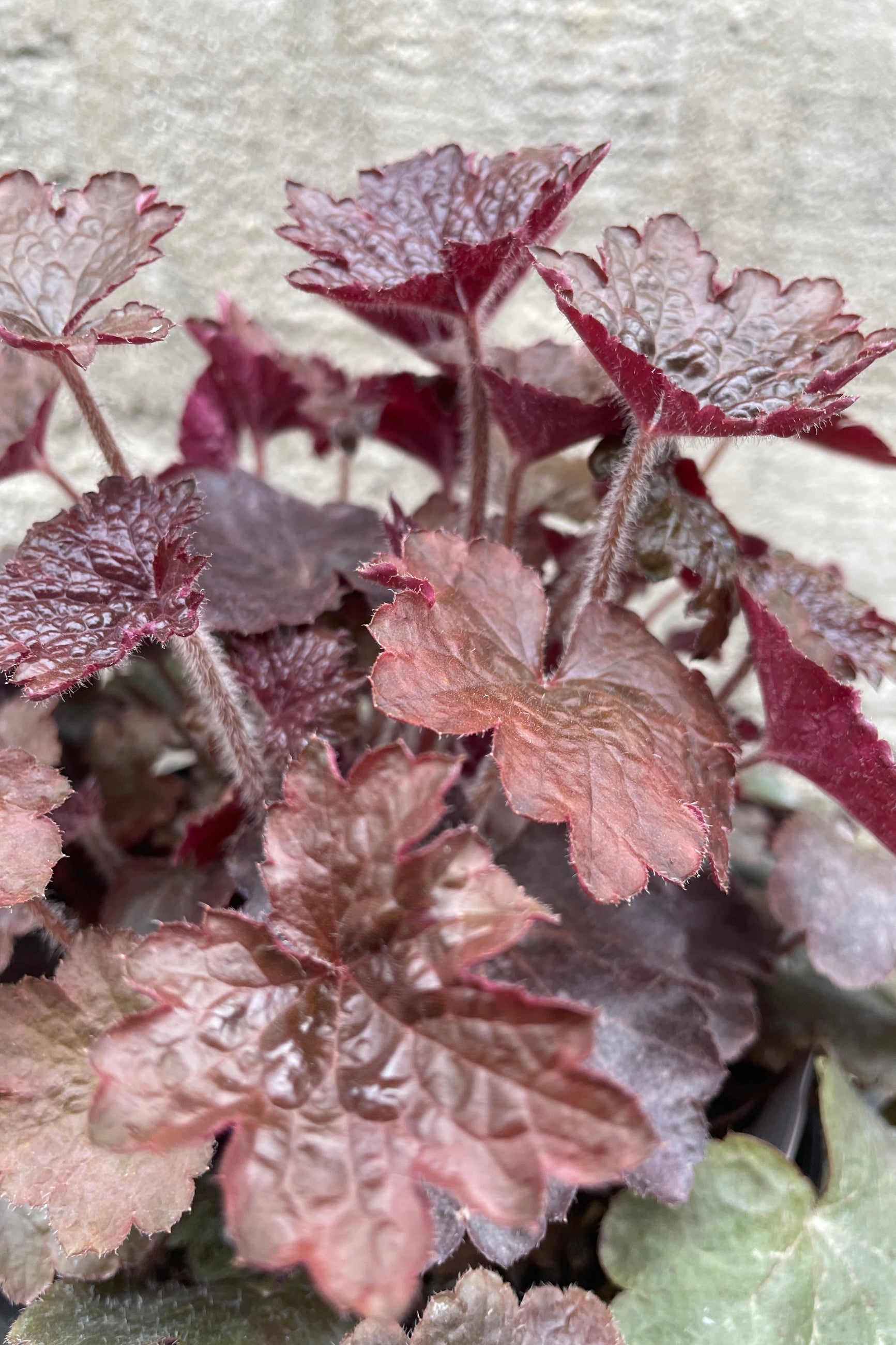 detail image of the burgundy leaves of the Heuchera 'Palace Purple' the middle of April.  ©Sprout Home