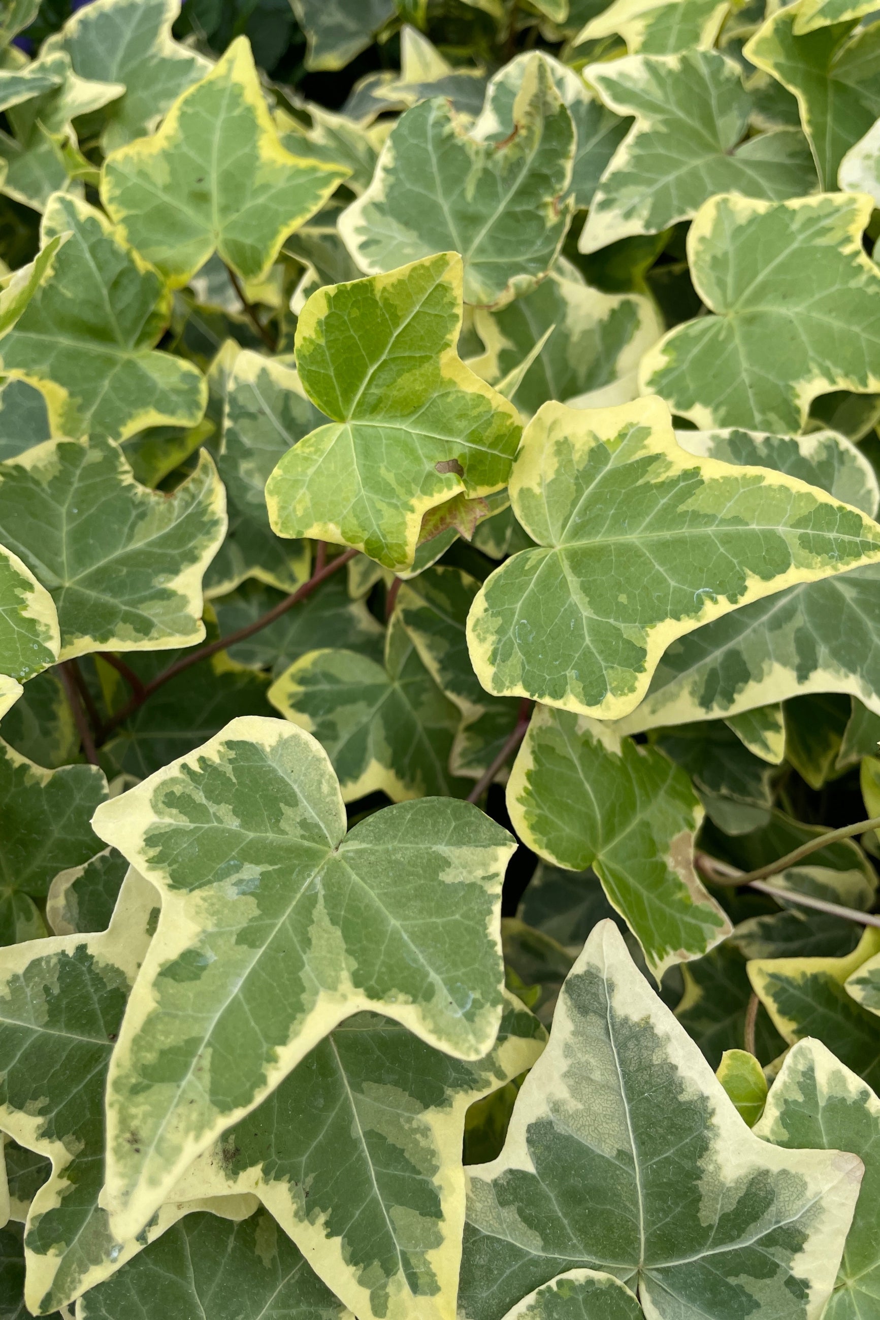 Ivy 'Goldchild' close up in April showing the variegated gold and green leaves  ©Sprout Home
