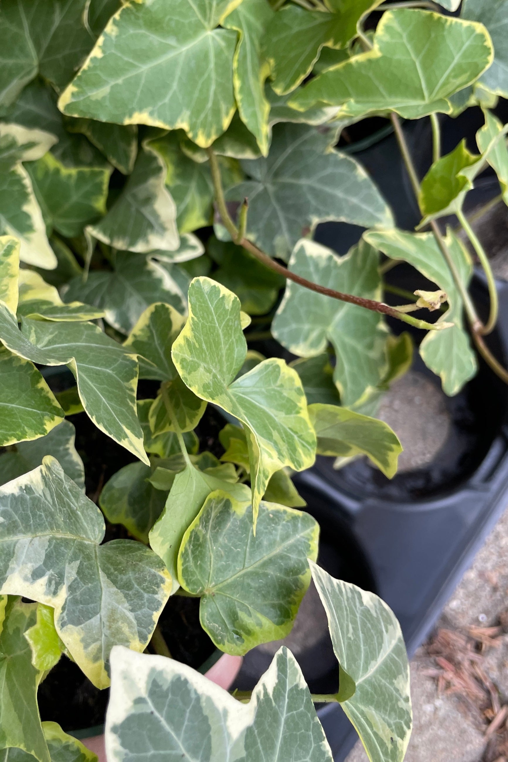 Hedera Helix 'Variegata' looking down on a couple of plants with their white and green foliage.  ©Sprout Home