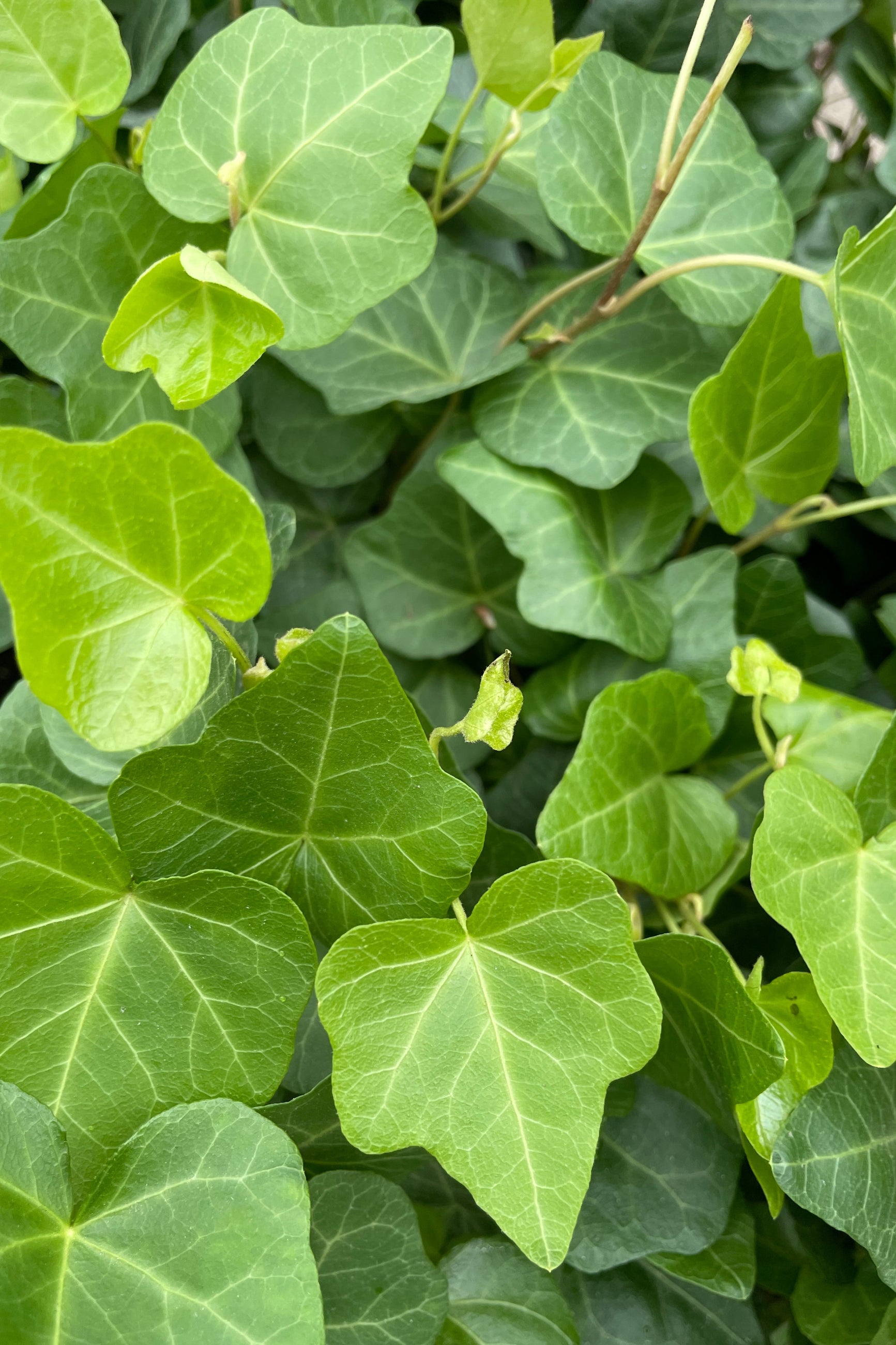 Close up of a grouping of Hedera Helix Leaves, almost forming a mat.  ©Sprout Home