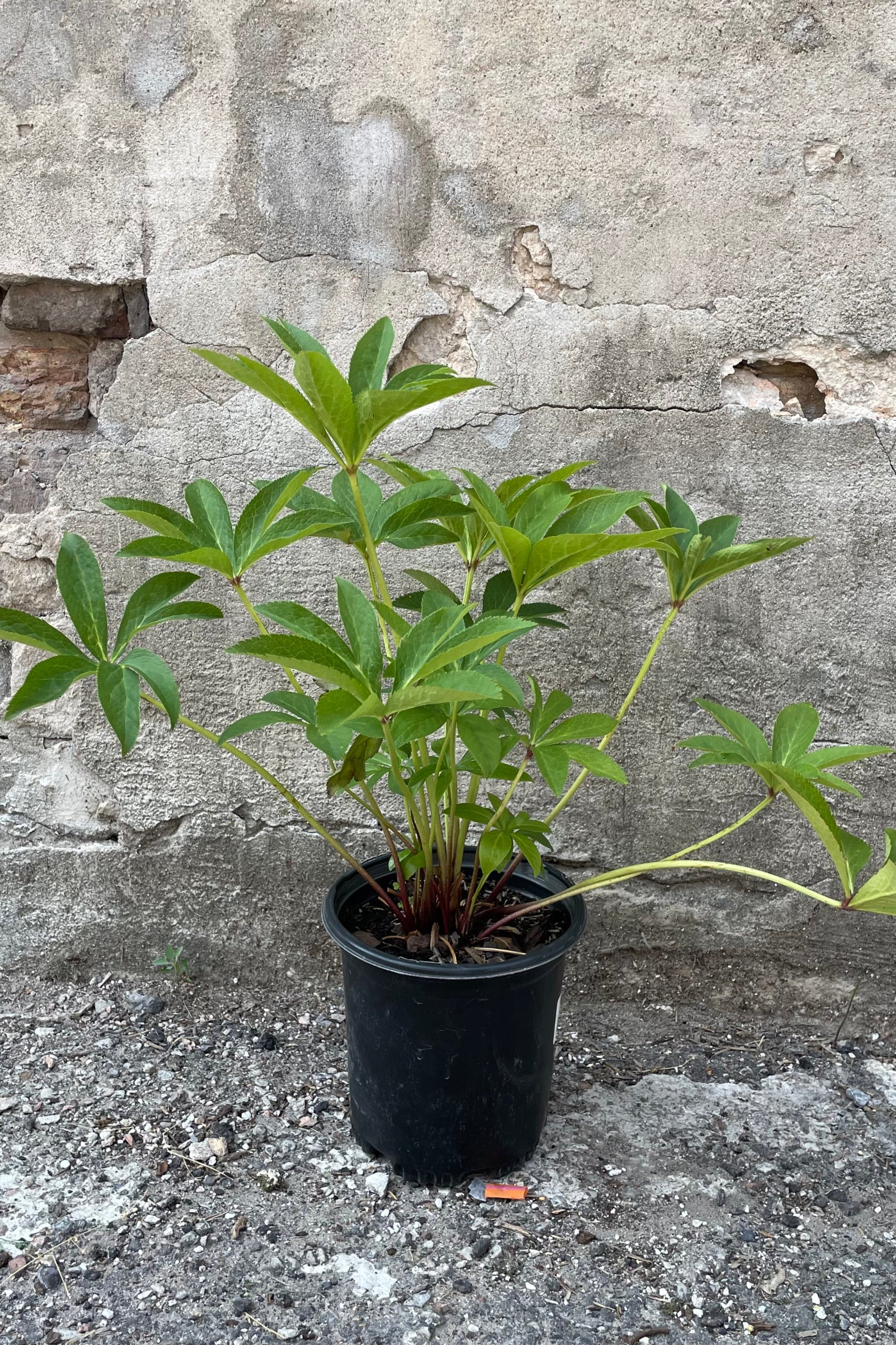 Helleborus orientalis in a #1 growers pot the middle of June with its large green palmate leaves.  ©Sprout Home