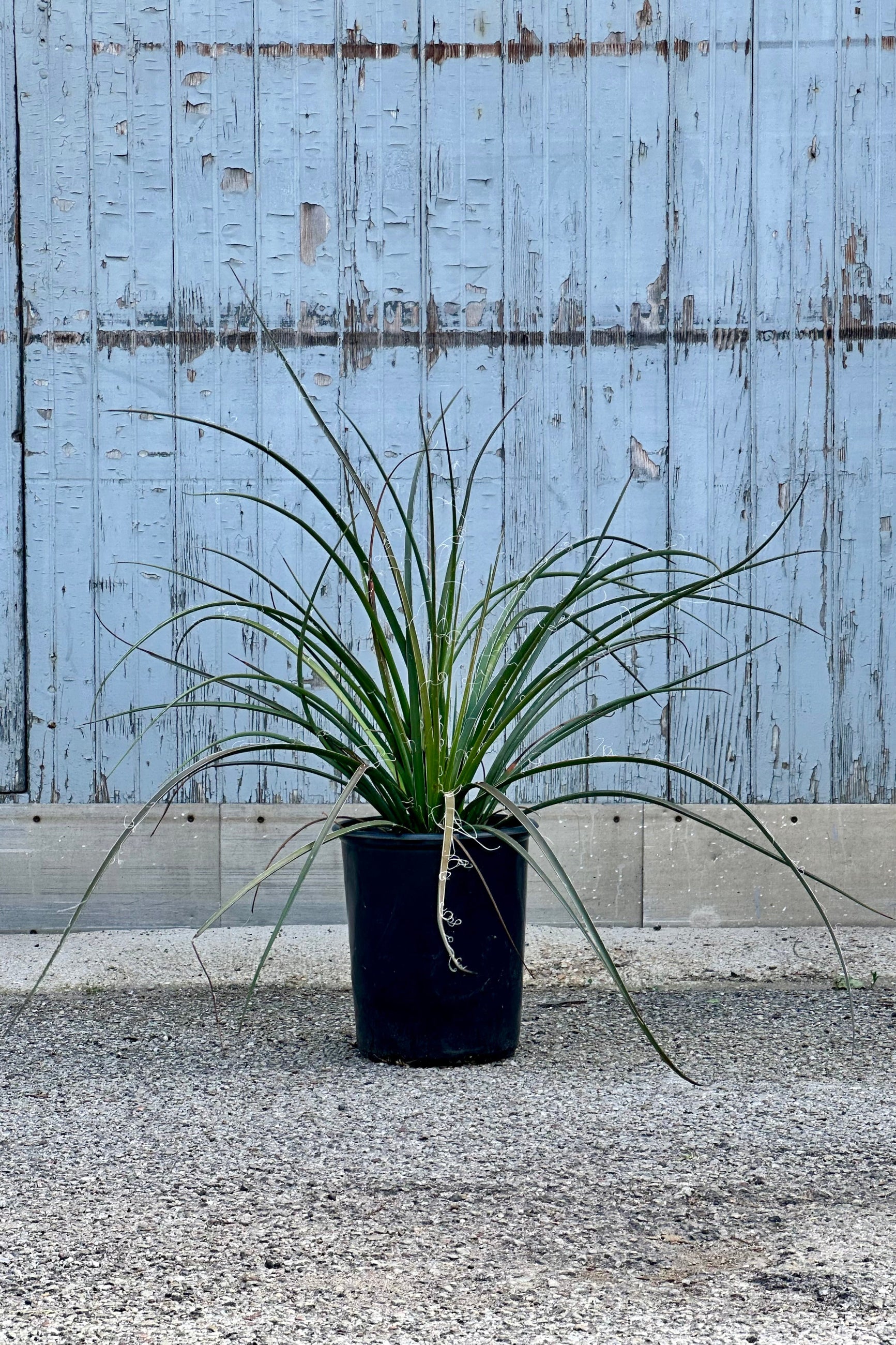 Hesperaloe parviflora in a #5 growers pot in front of a wood gray wall at Sprout-home. 