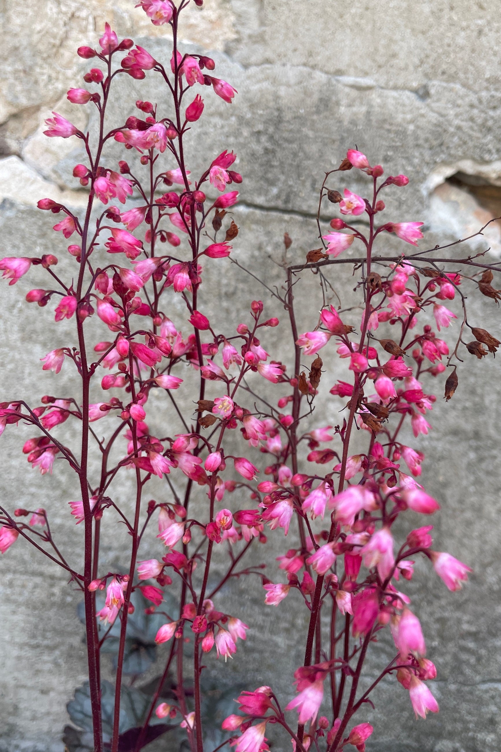 The bright pink flowers of the Heuchera 'Glitter' mid July at Sprout-home  ©Sprout Home
