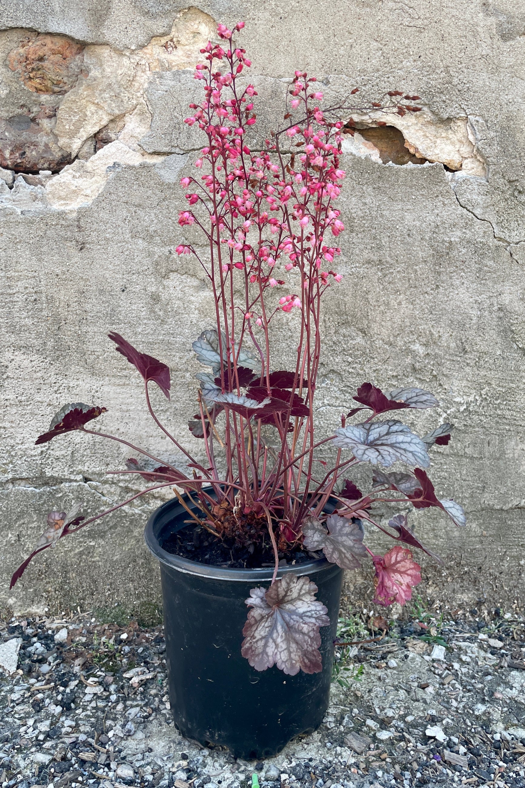 Heuchera 'Glitter' in a #1 pot with bright pink blooms mid July above dark burgundy silver foliage.  ©Sprout Home