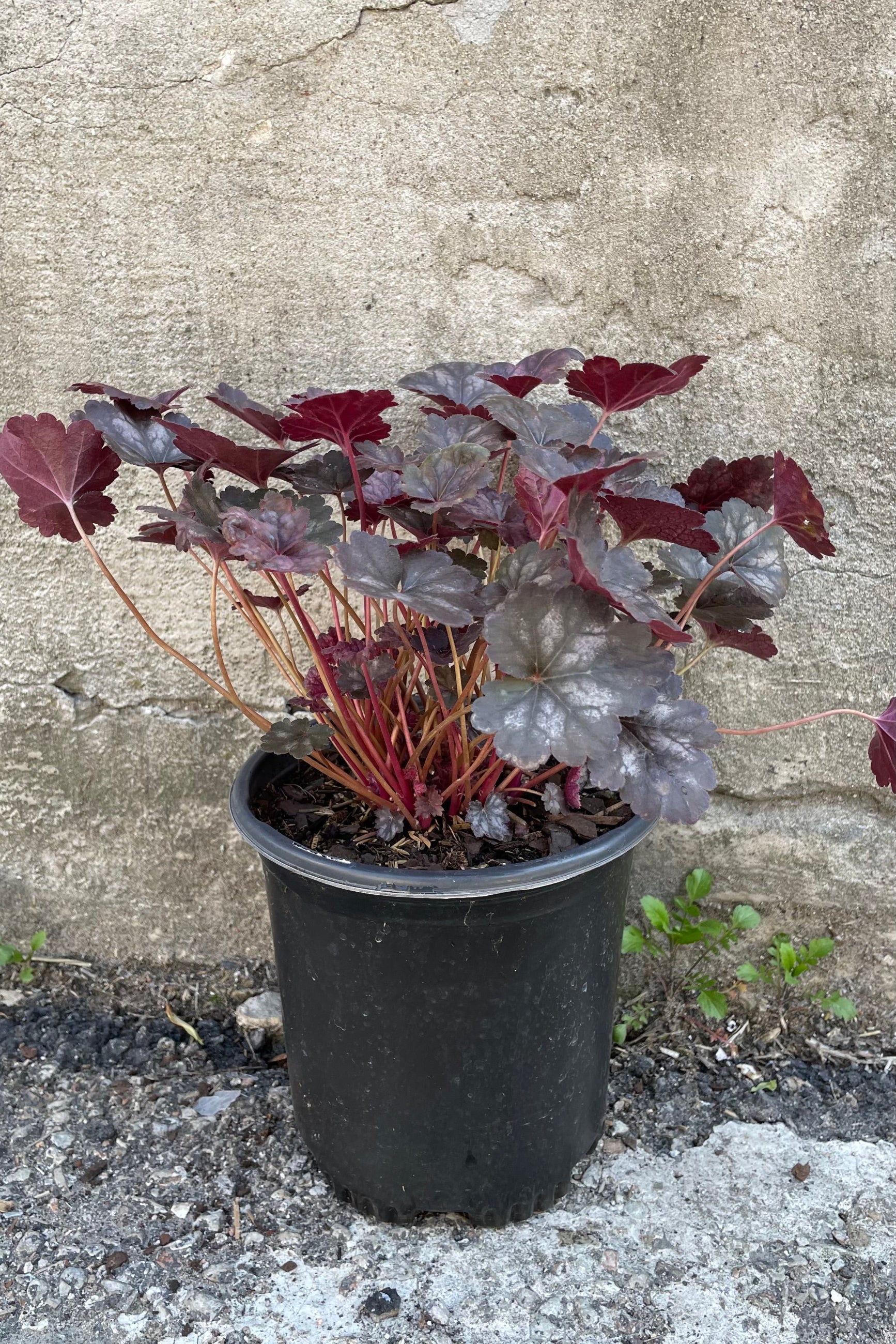 #1 pot of Heuchera 'Glitter' showing the dark burgundy and silver spotted leaves the beginning of May against a concrete wall at Sprout-home ©Sprout Home