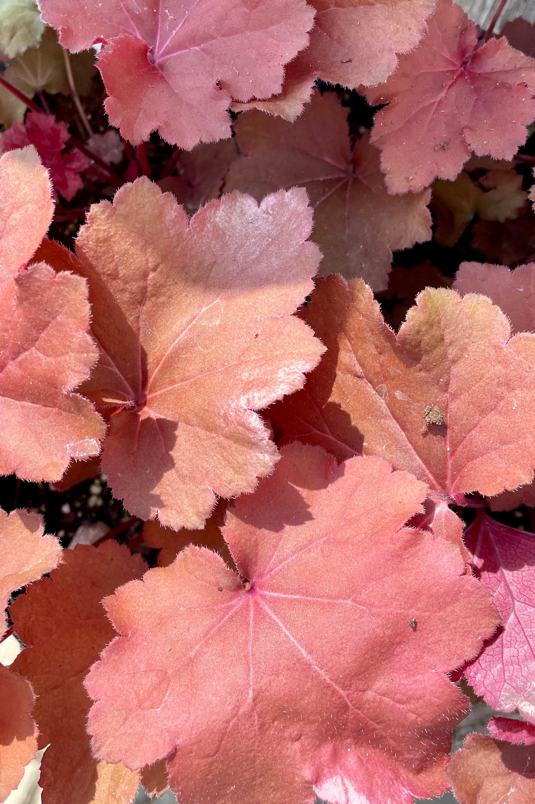 Detail up close image of the red rust to deep orange leaves of the Heuchera 'Magma' the beginning of April at Sprout-home. ©Sprout Home
