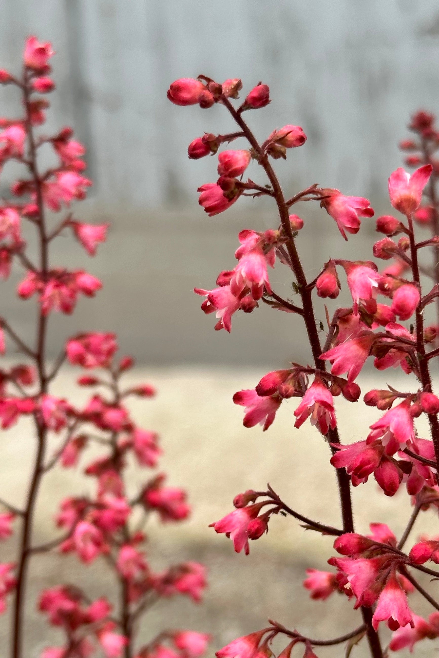 The deep fuchsia flowers of the Heuchera 'Paris' up close mid May at Sprout-home. ©Sprout Home