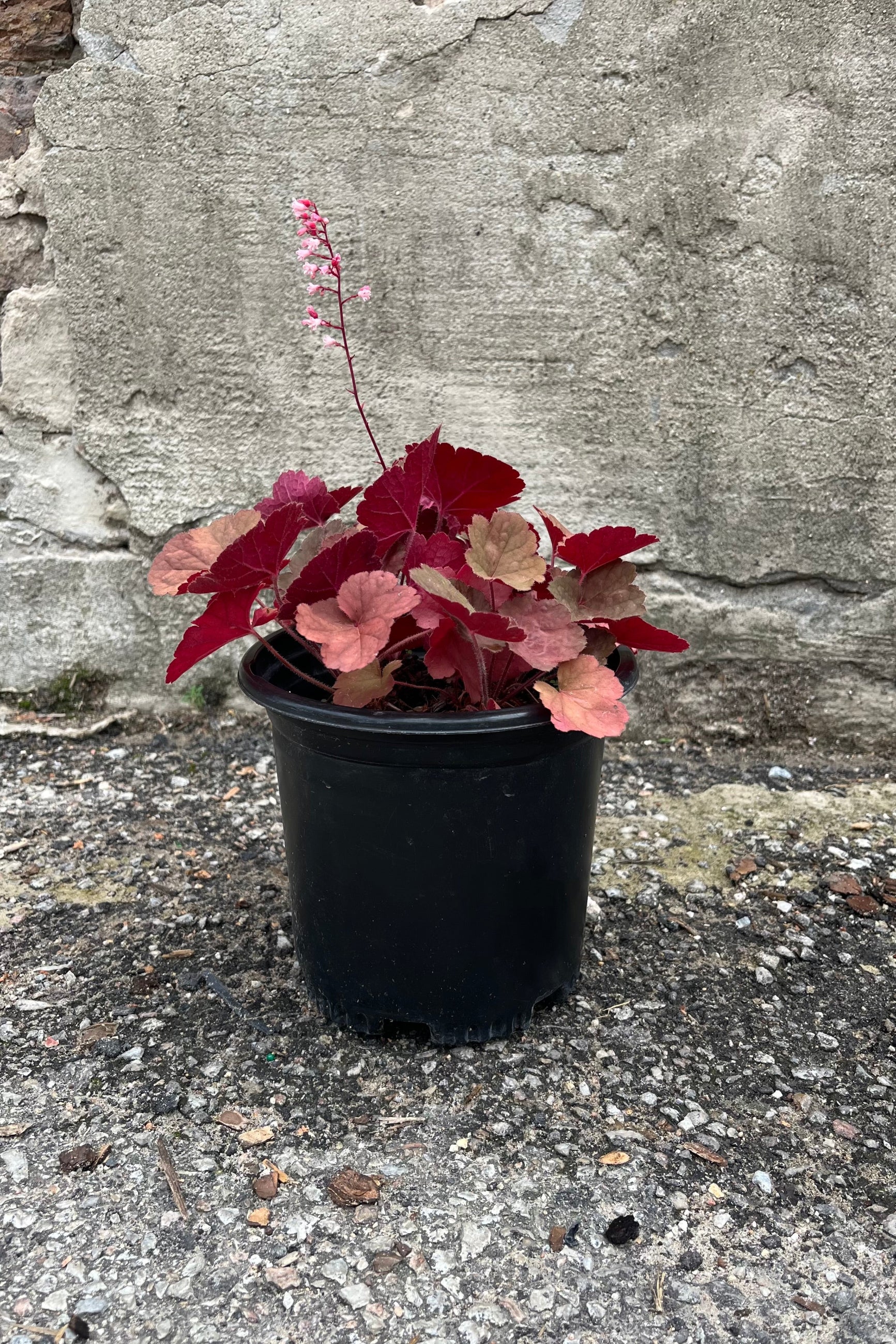 Heuchera 'Pink Pearls' in a #1 growers pot the beginning of July with a bloom rising above the colorful foliage.  ©Sprout Home