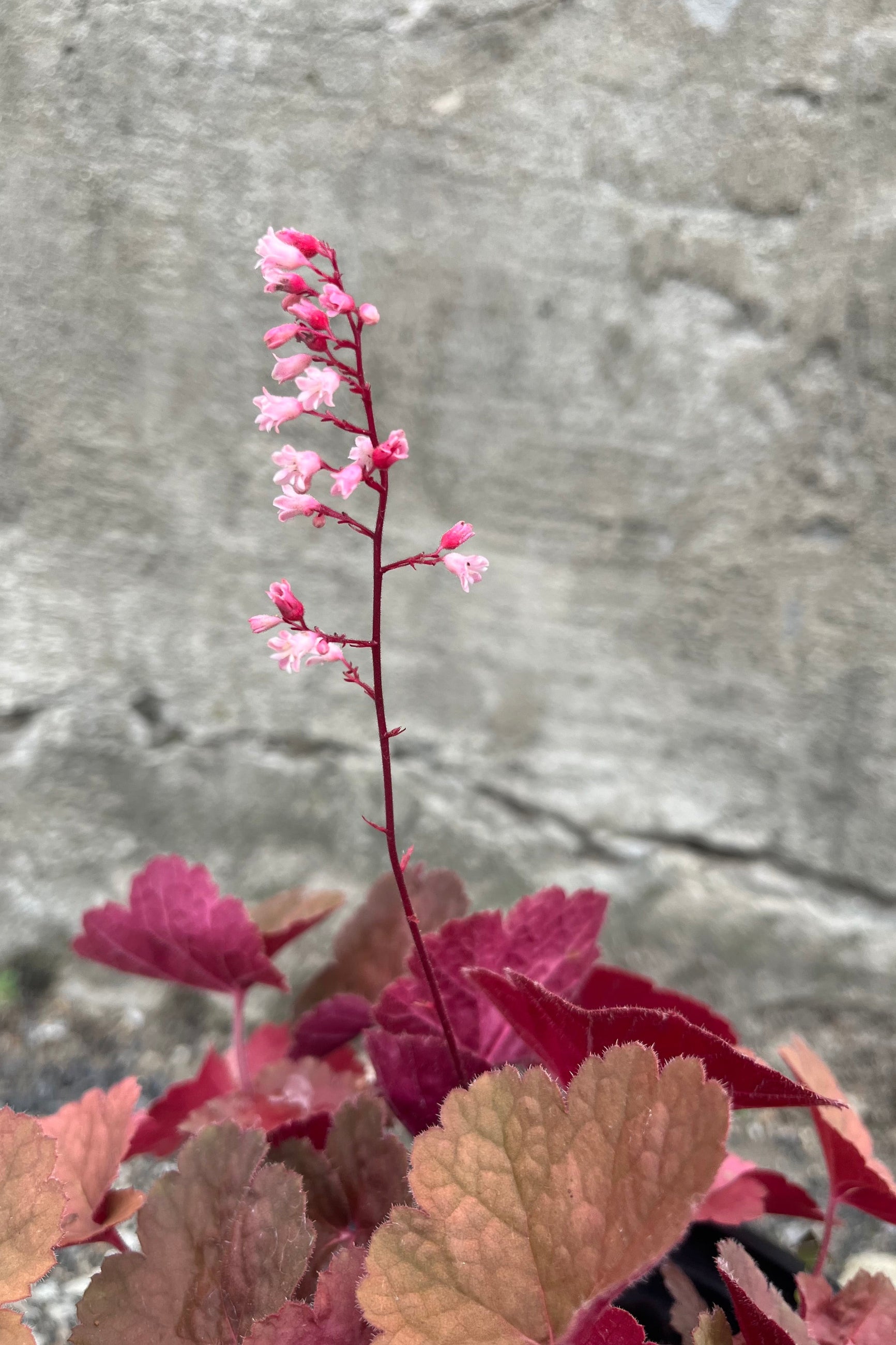 The bloom and colored foliage of the Heuchera 'Pink Pearls' the beginning of July. ©Sprout Home