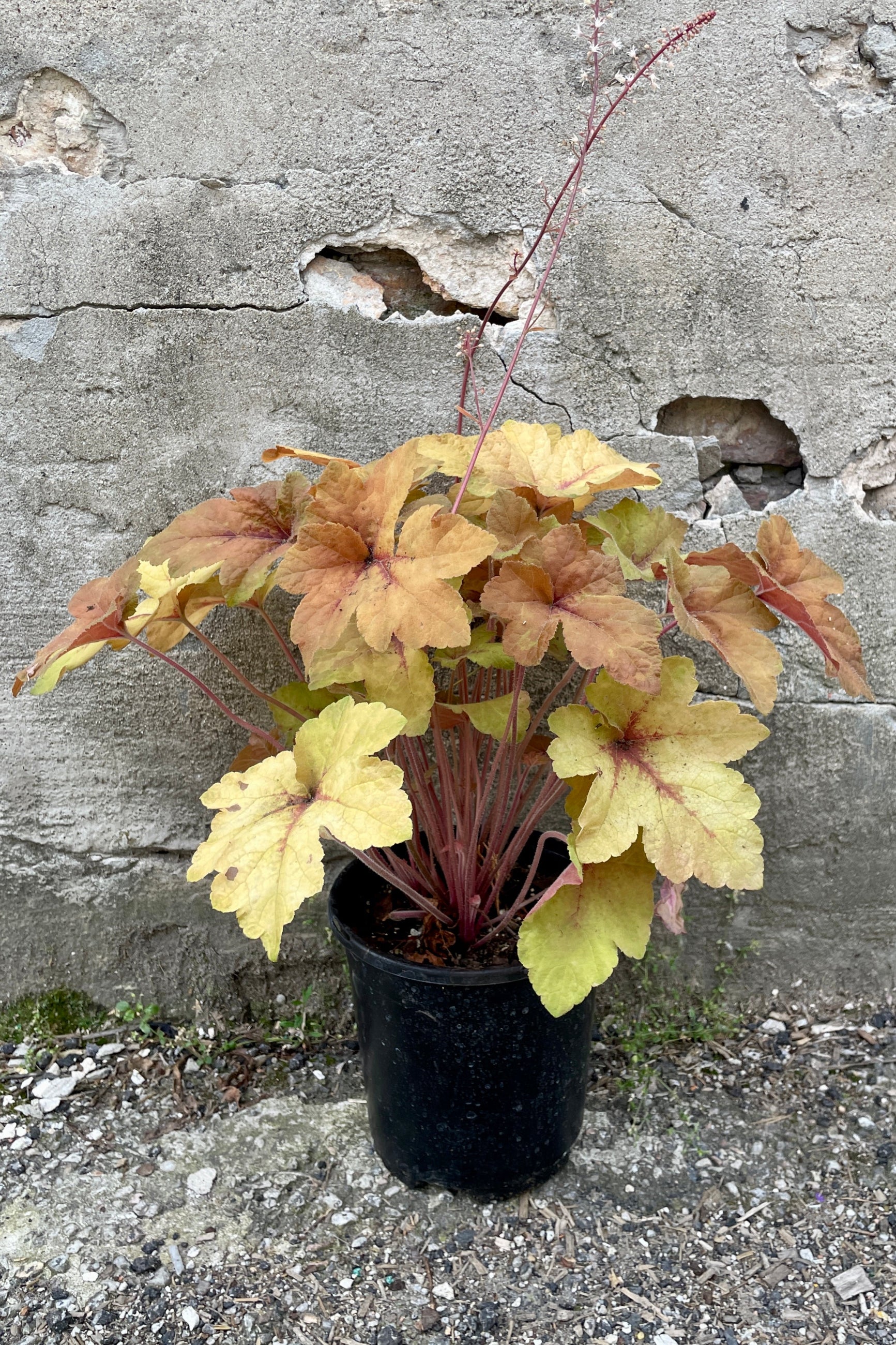 Heucherlla 'Pumpkin Spice' in a #1 growers pot the end of May with the rich warm colored leaves  ©Sprout Home