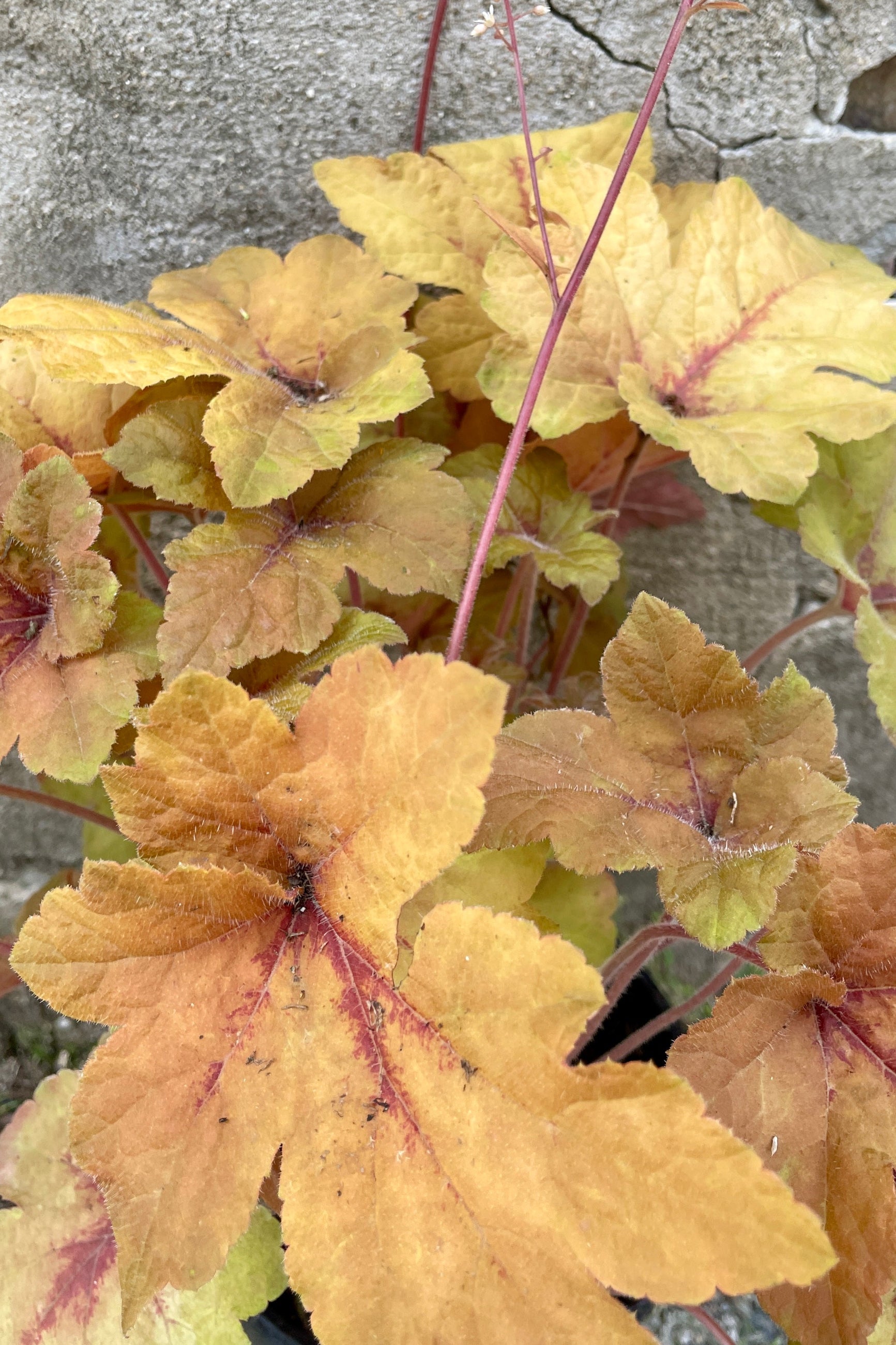 The peach and warm tones leaves of Heucherella 'Pumpkin Spice' the end of May up close  ©Sprout Home