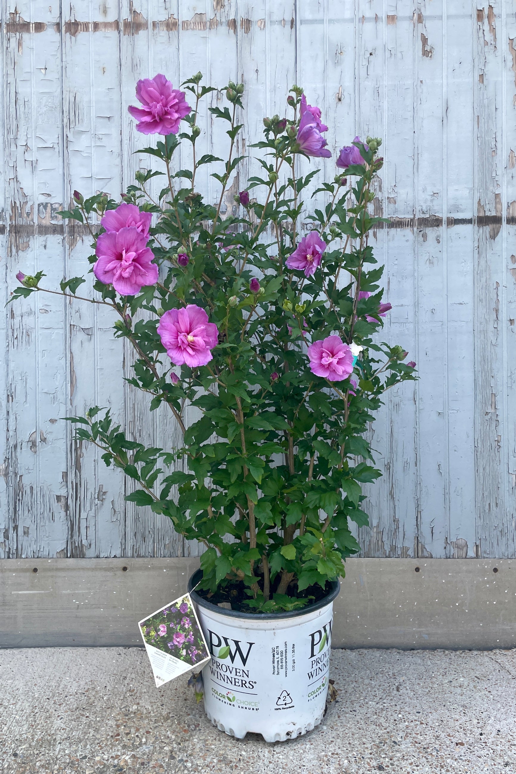 Hibisuc 'Dark Lavender Chiffon' in full bloom with its lavender flowers mid July in a #3 growers pot at Sprout-home.  ©Sprout Home