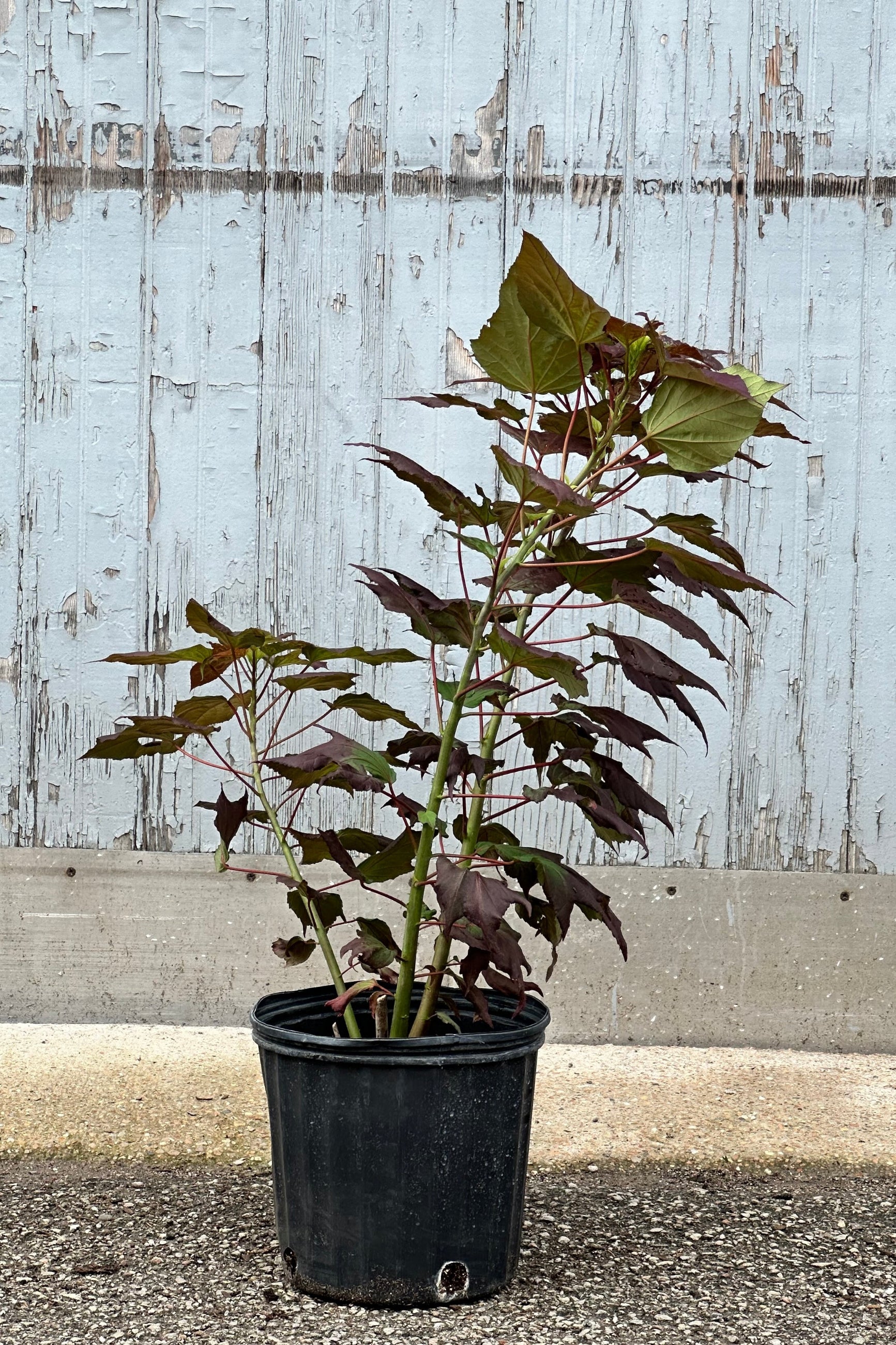 Hibiscus 'Dark Mystery' in a #3 growers pot before blooming the middle / end of June at Sprout-home.  ©Sprout Home