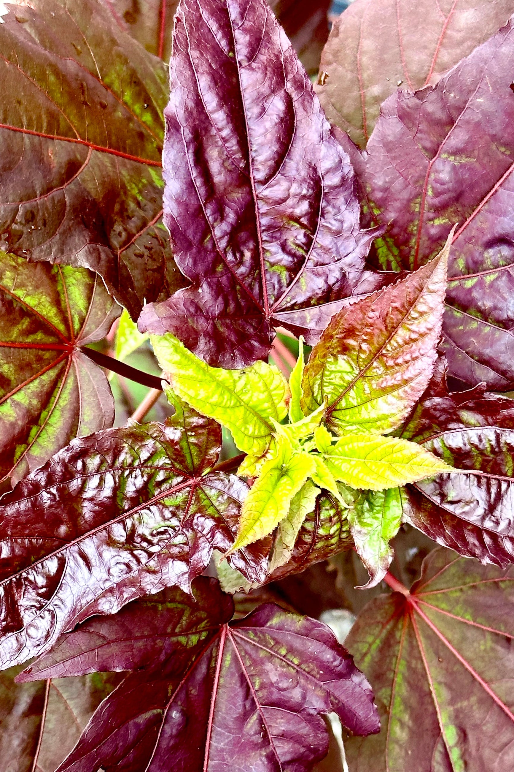 Hibiscus 'Dark Mystery leaves' up close ©Sprout Home