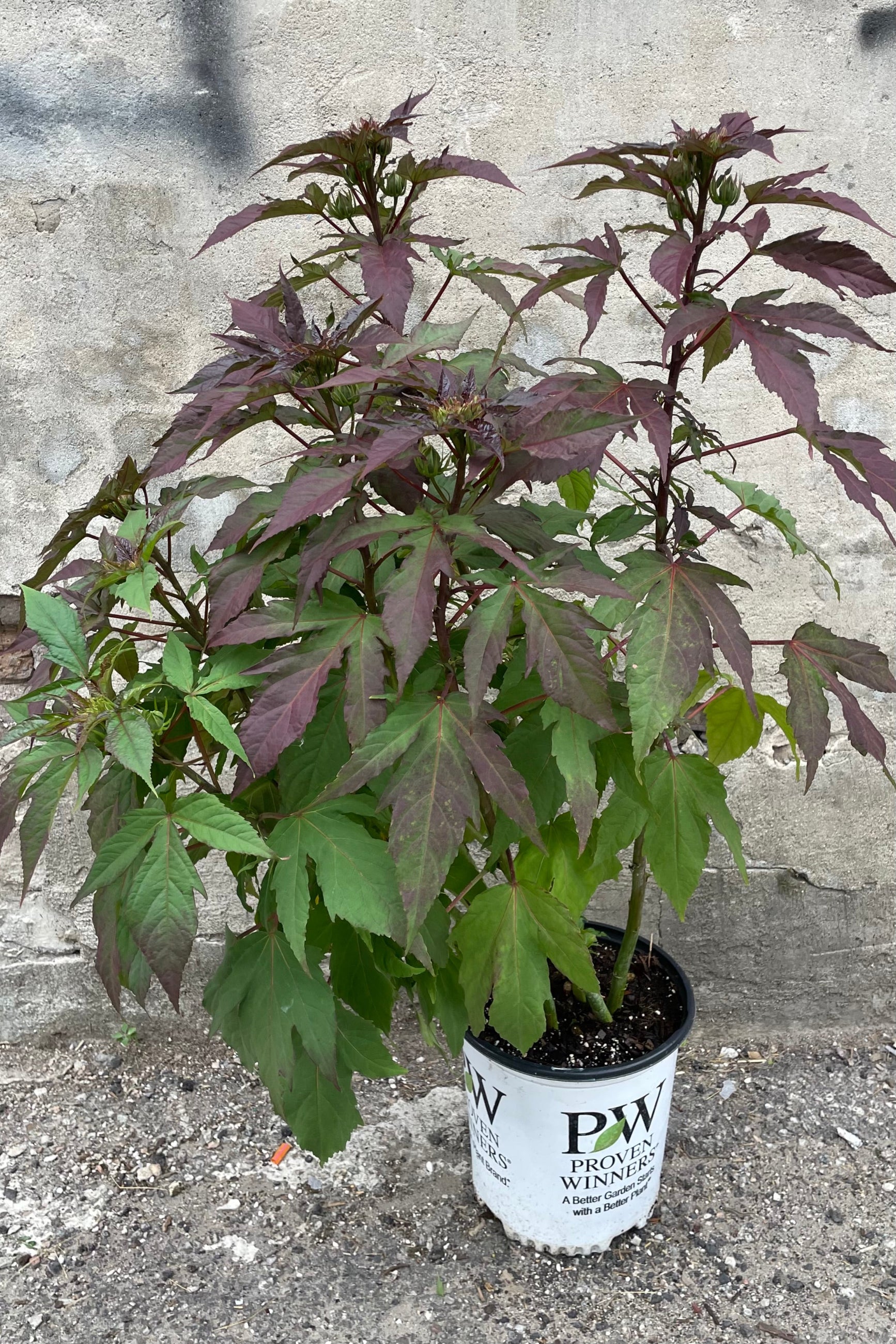 Hibiscus 'Evening Rose' in a #2 growers pot the middle of June just starting to bud and full with its green and burgundy leaves.  ©Sprout Home