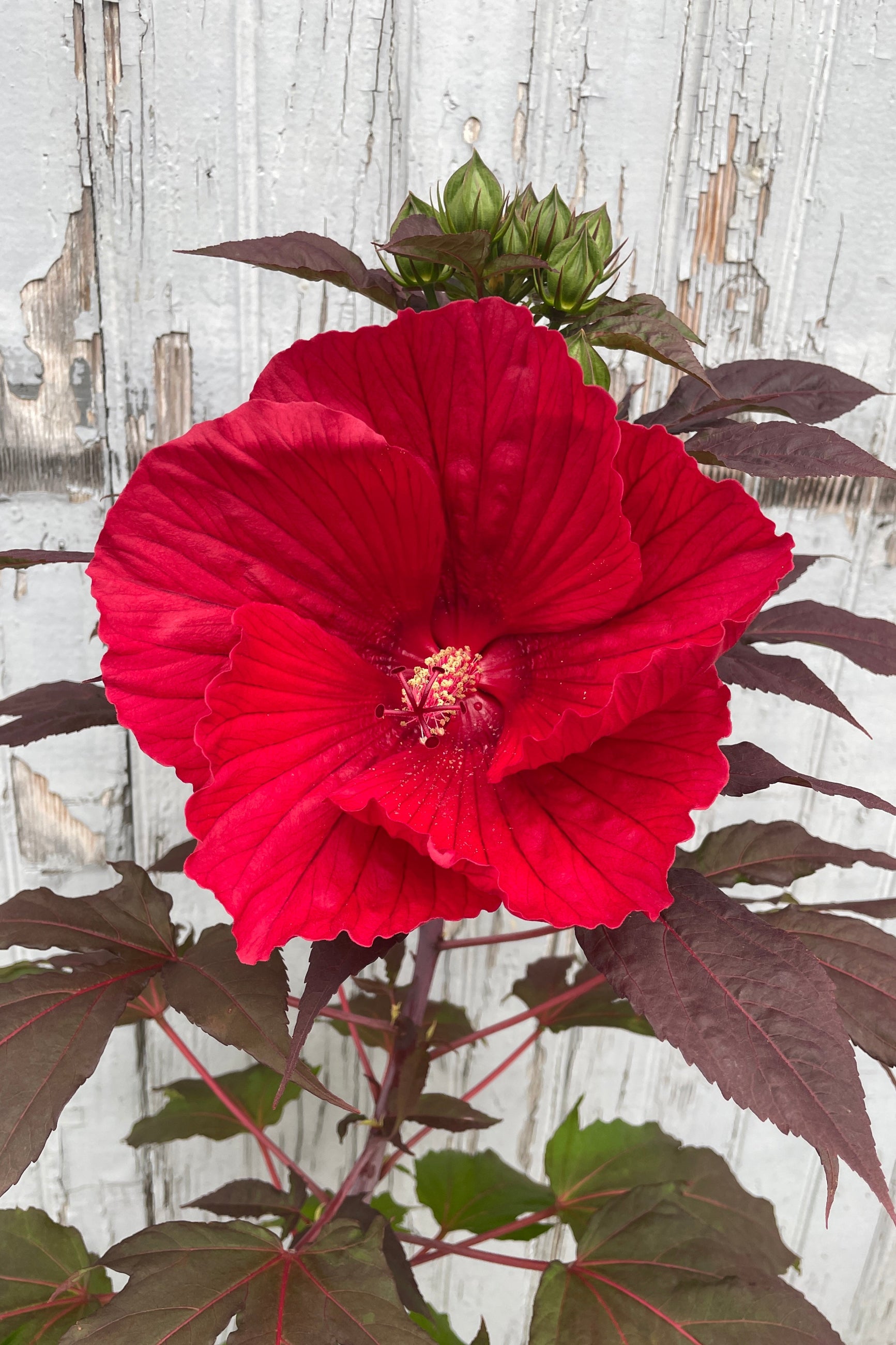 The massive deep red flower of Hibiscus 'Midnight Marvel' mid June at Sprout-home.  ©Sprout Home