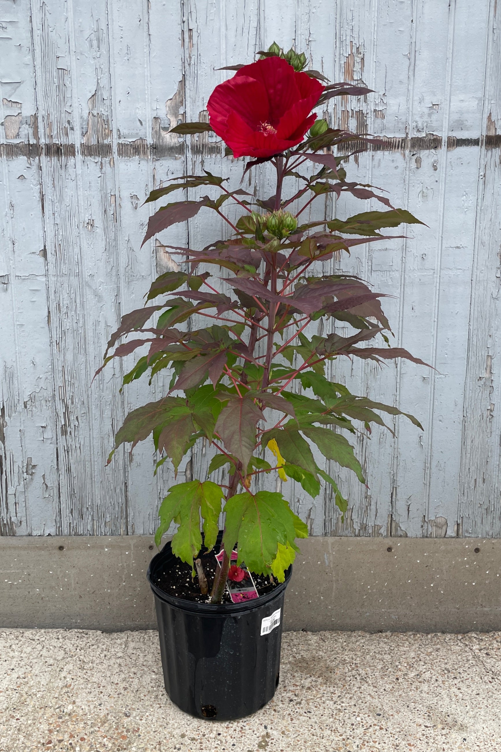 Hibiscus 'Midnight Marvel' in bloom mid July showing a huge red flower. ©Sprout Home