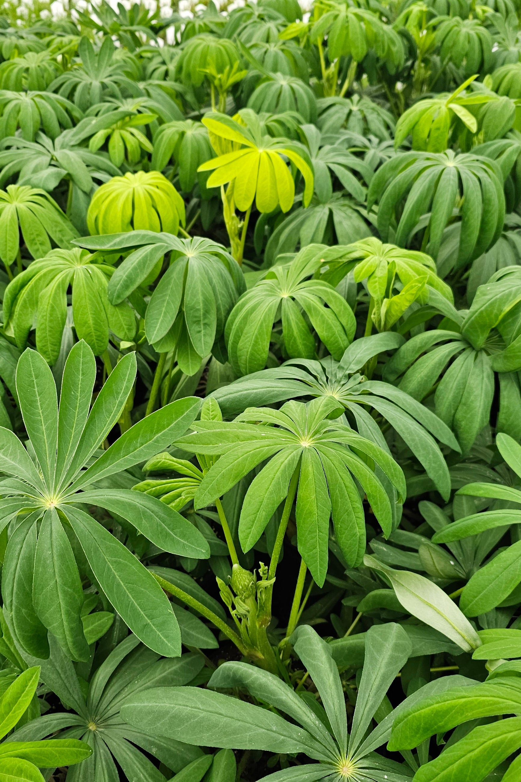 A field crop of Lupinus 'Manhattan Lights' growing before bud and bloom ©Hoffie Nursery