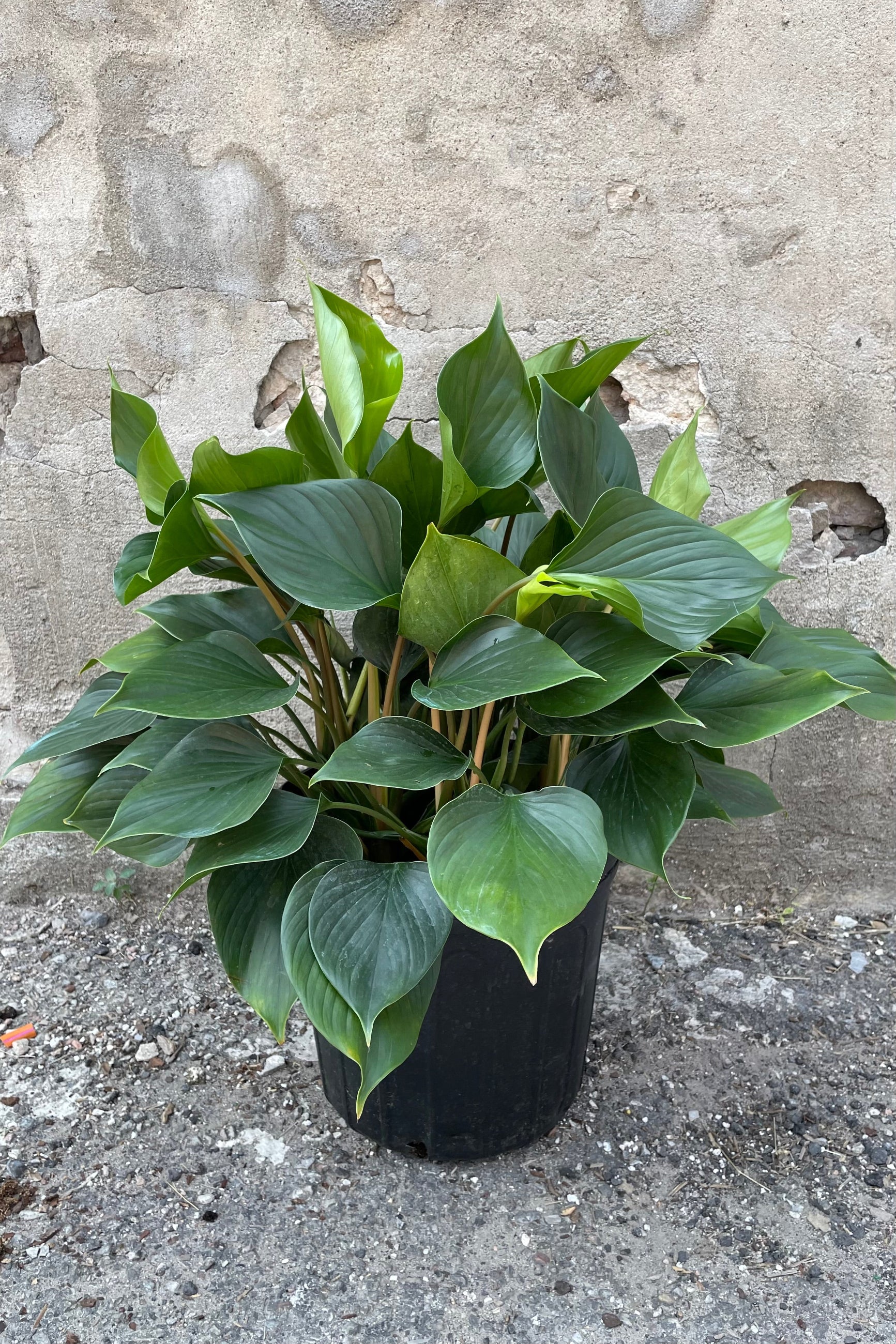 Homalomena 'Emerald Gem' in a 10" growers pot with its thick dark green leaves in front of a concrete wall. 