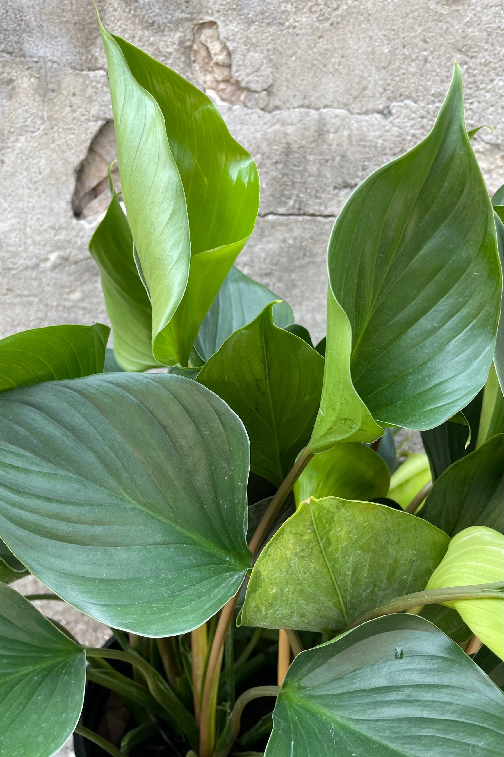 A close up picture of the elegant green ovate cupped shaped leaves of the Homalomena 'Emerald Gem'