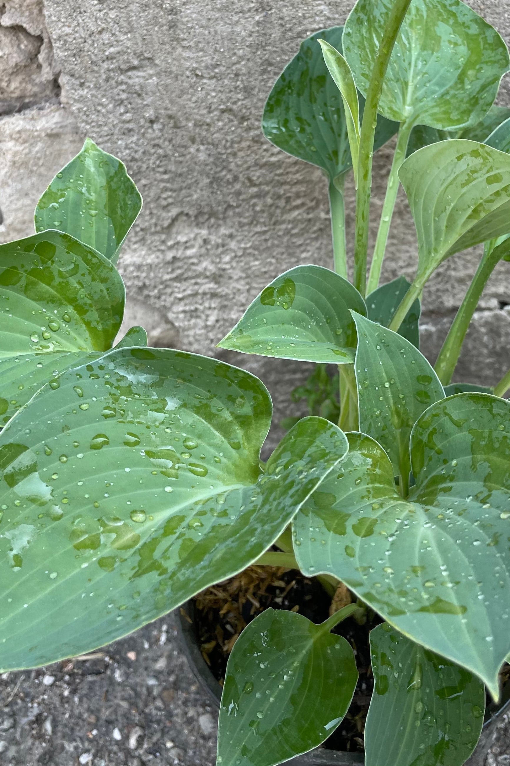 Hosta 'Blue Cadet' up close showing off its large heart shaped blue green leaves.  ©Sprout Home